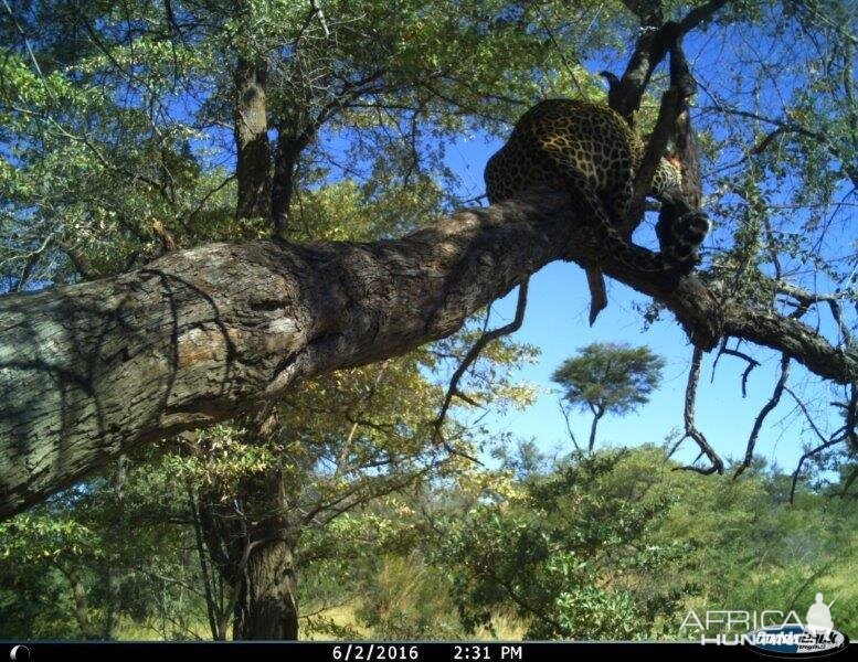 Leopard Nambia