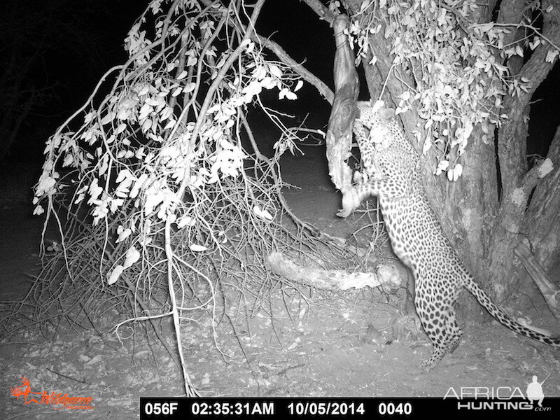 Leopard Namibia Trail Cam