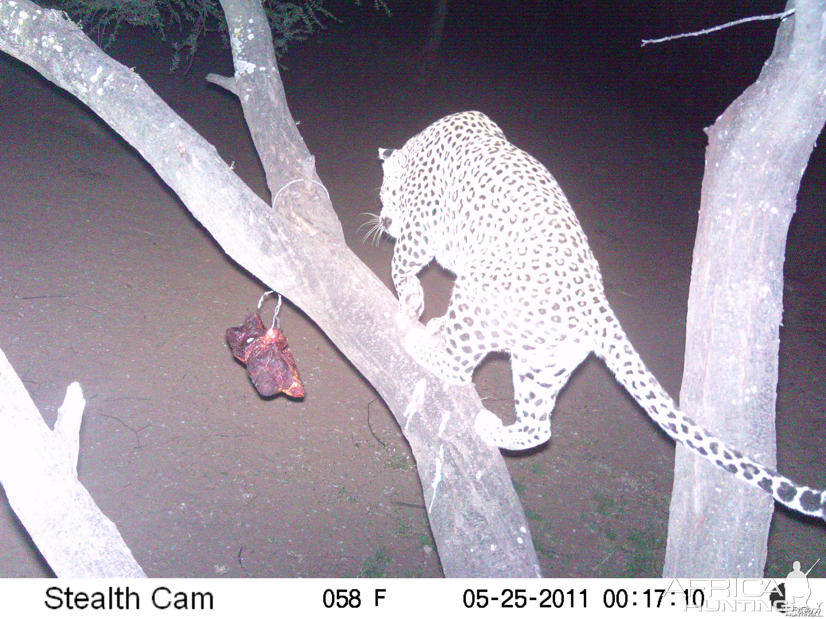 Leopard Namibia