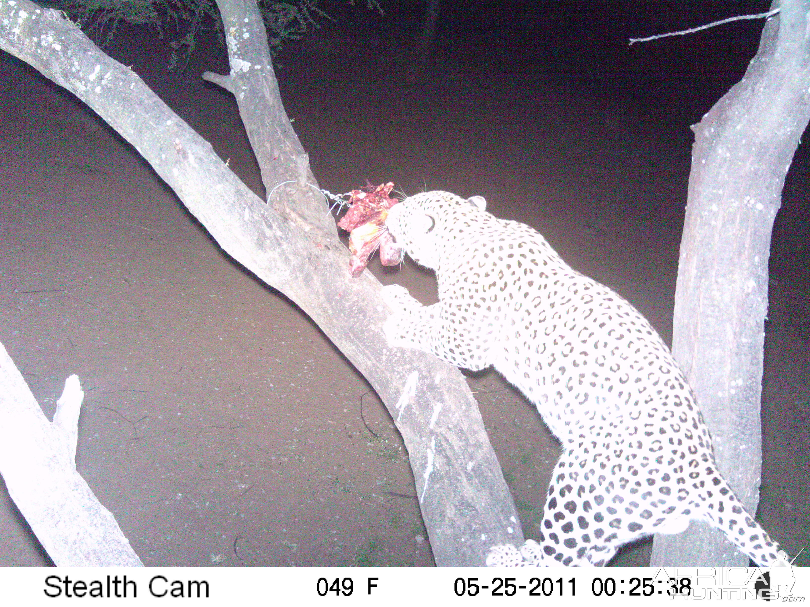 Leopard Namibia