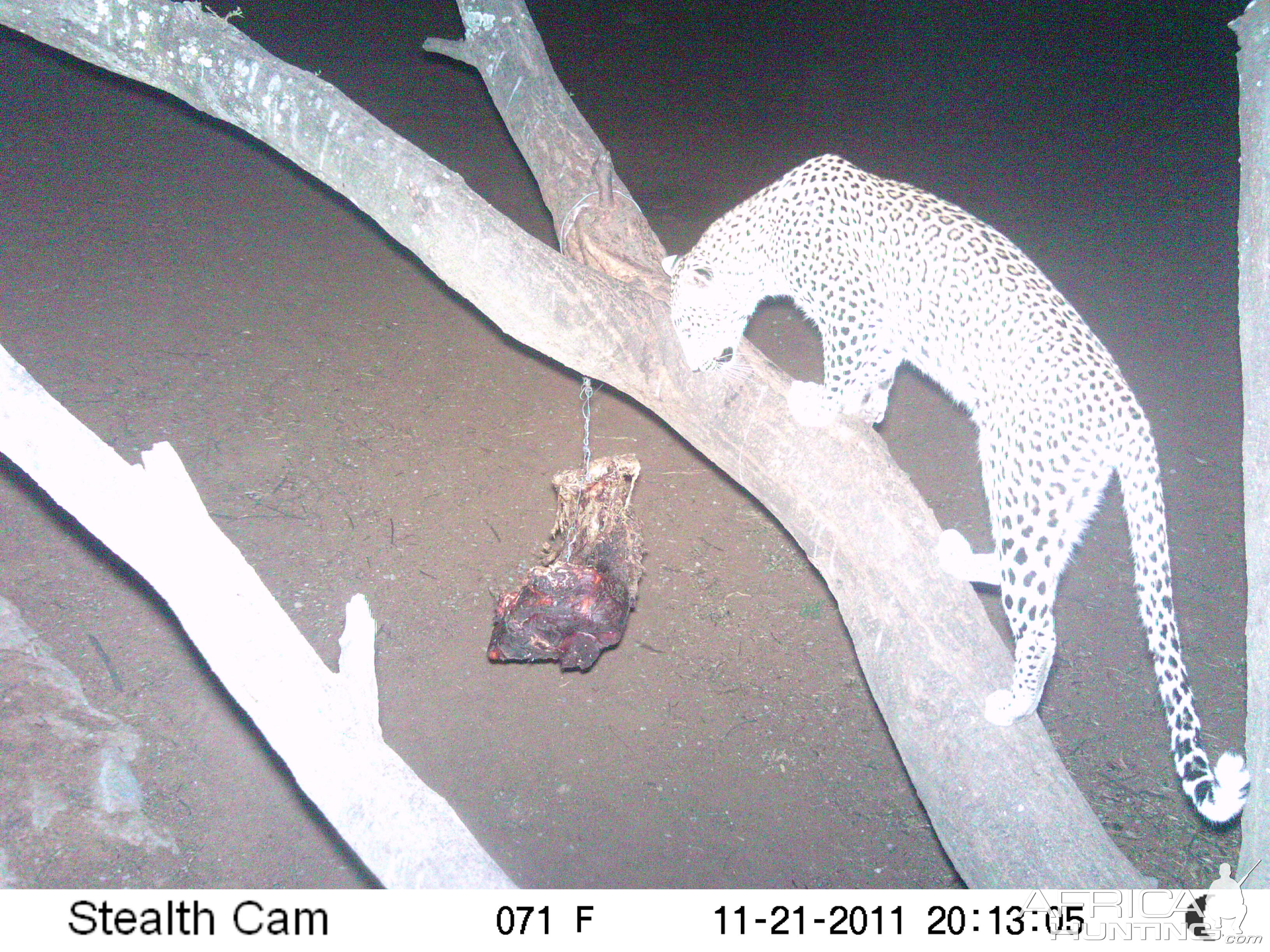 Leopard Namibia