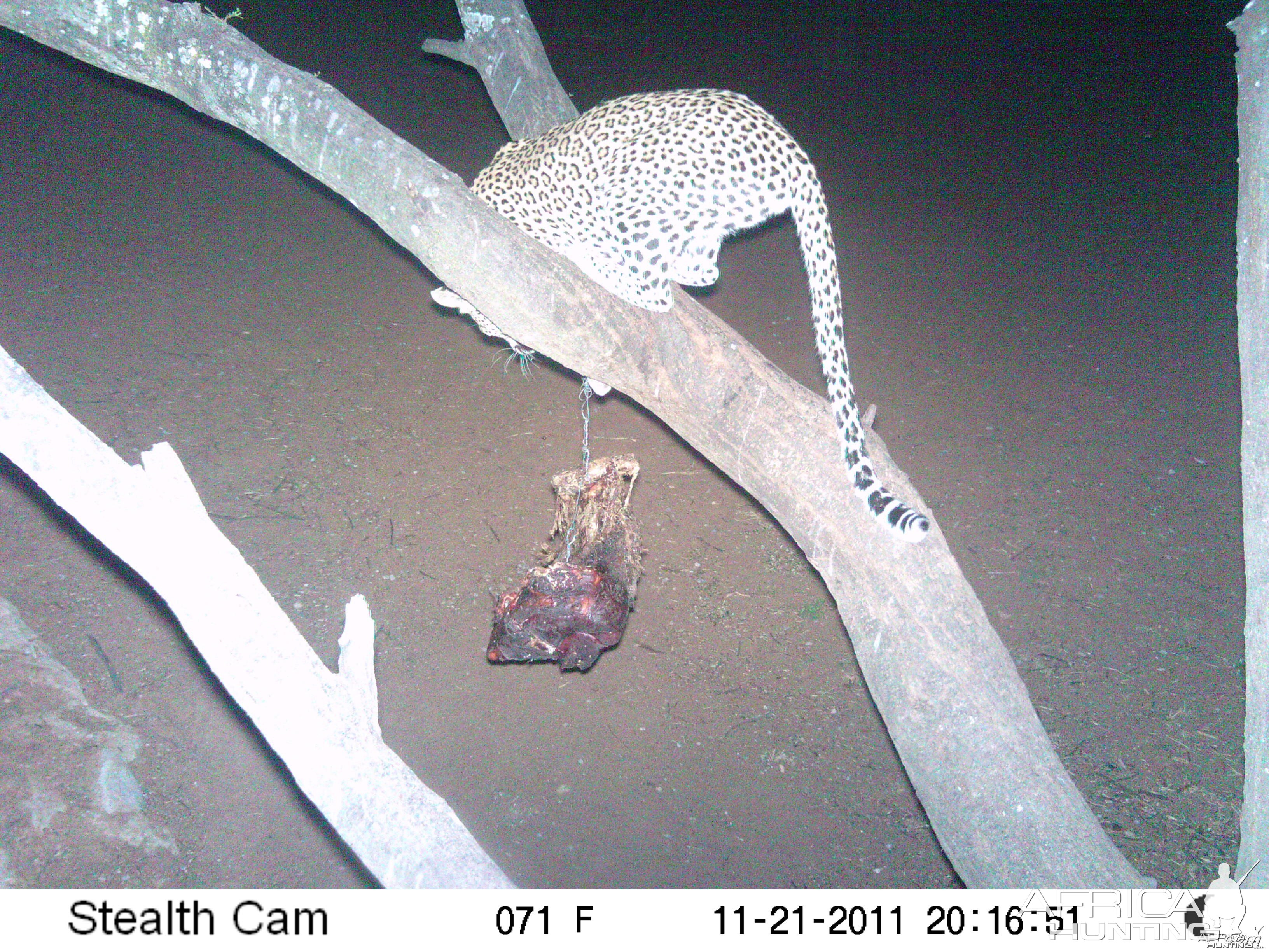 Leopard Namibia