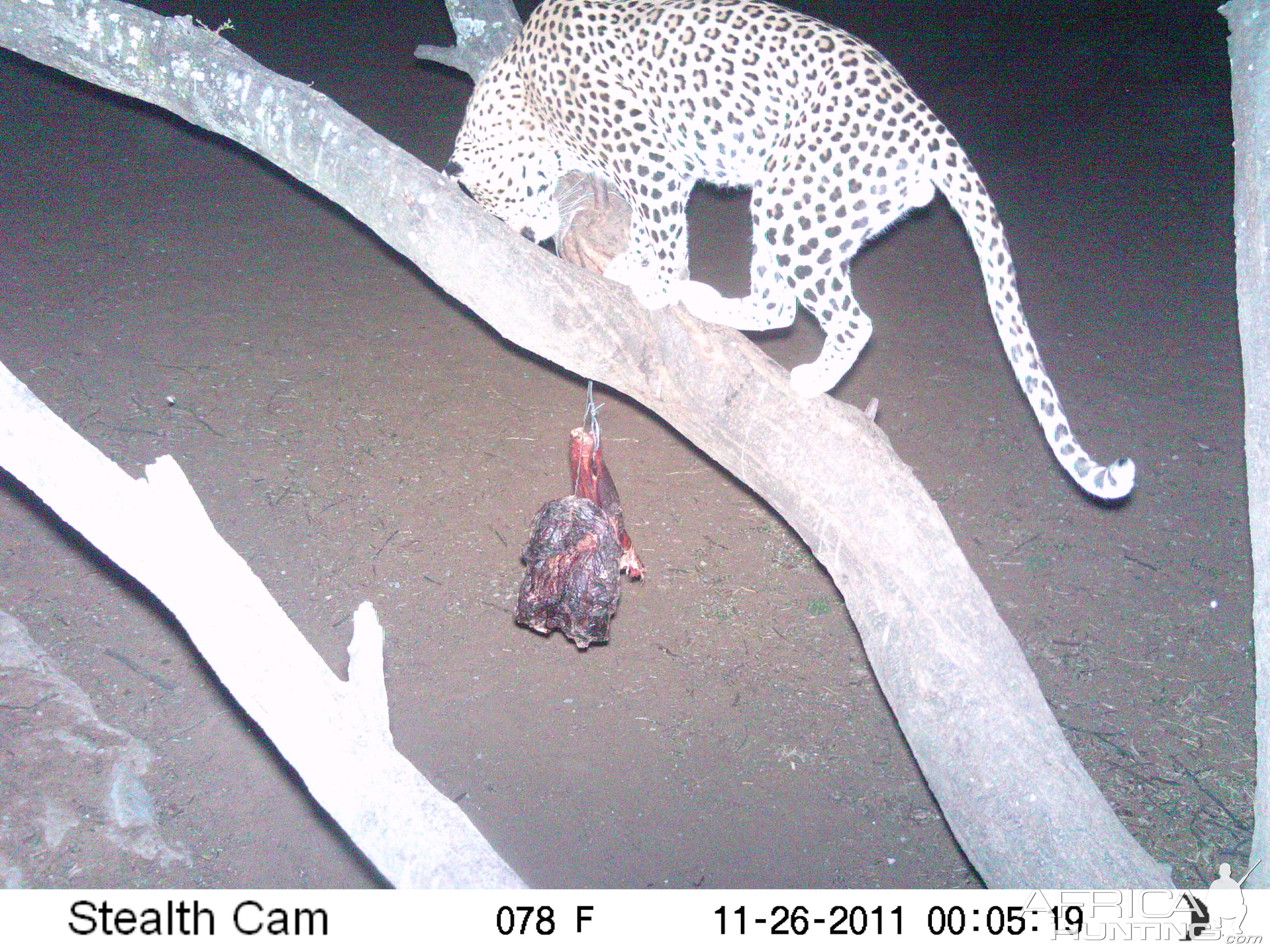 Leopard Namibia