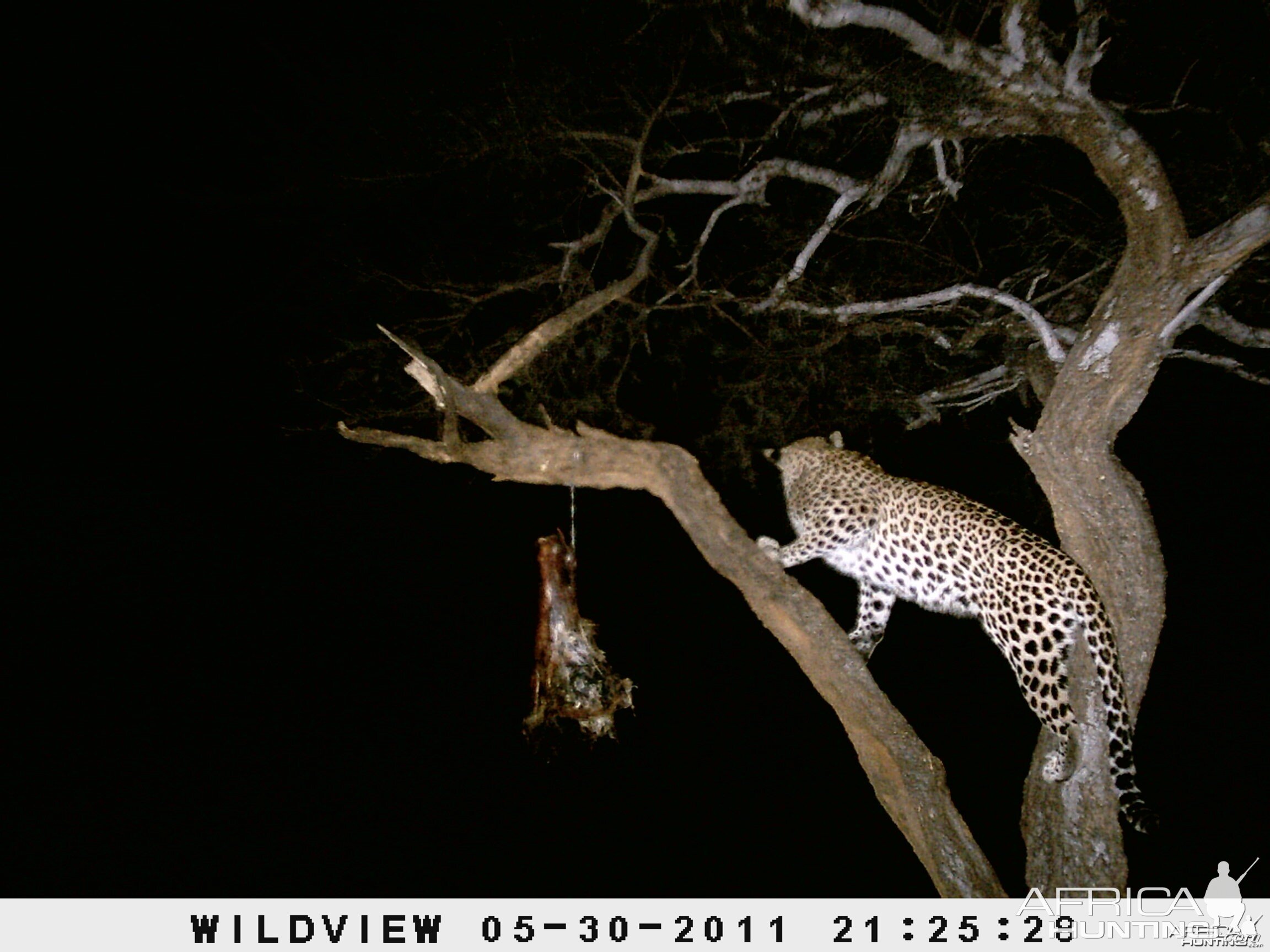 Leopard Namibia