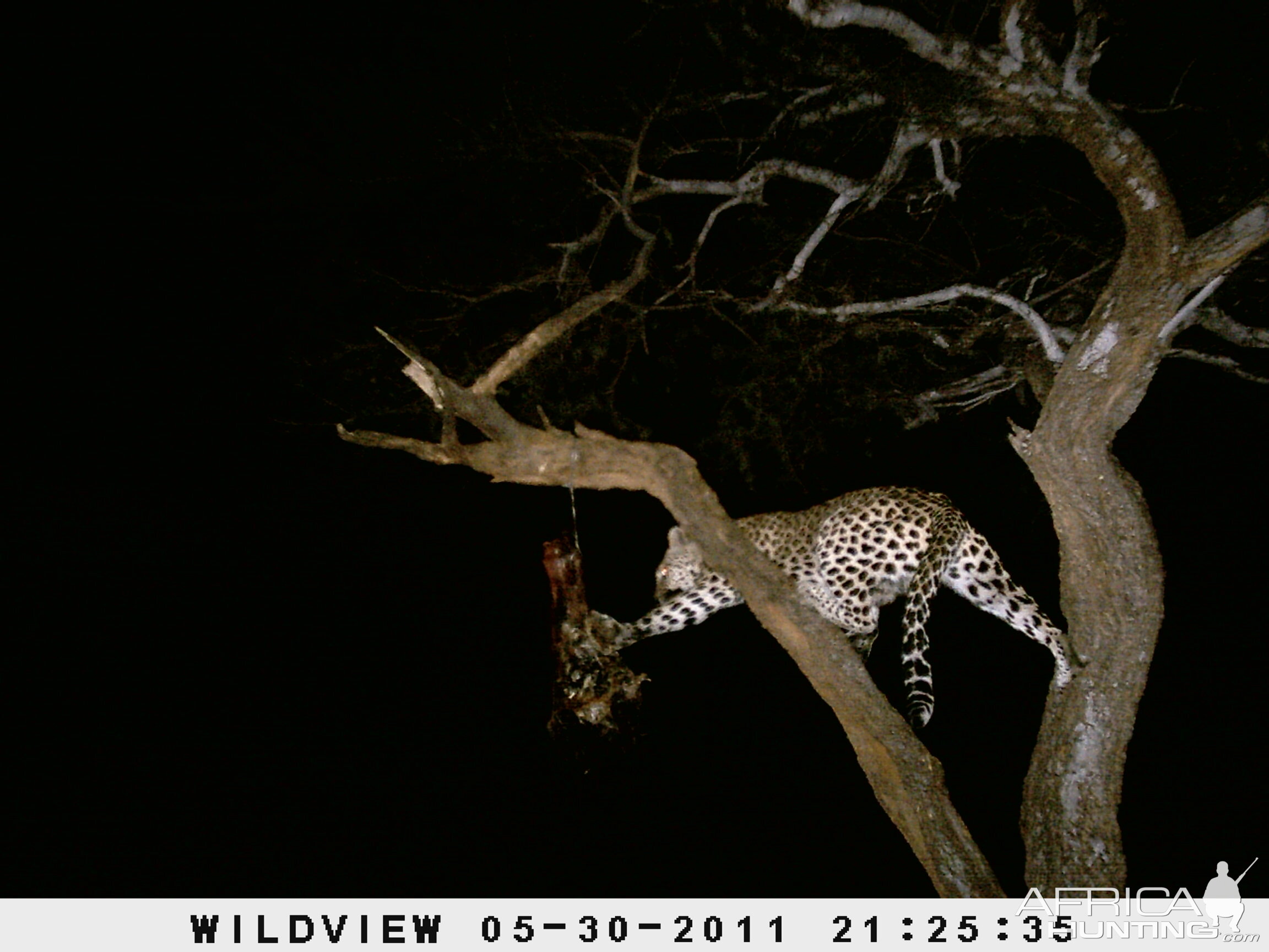 Leopard Namibia