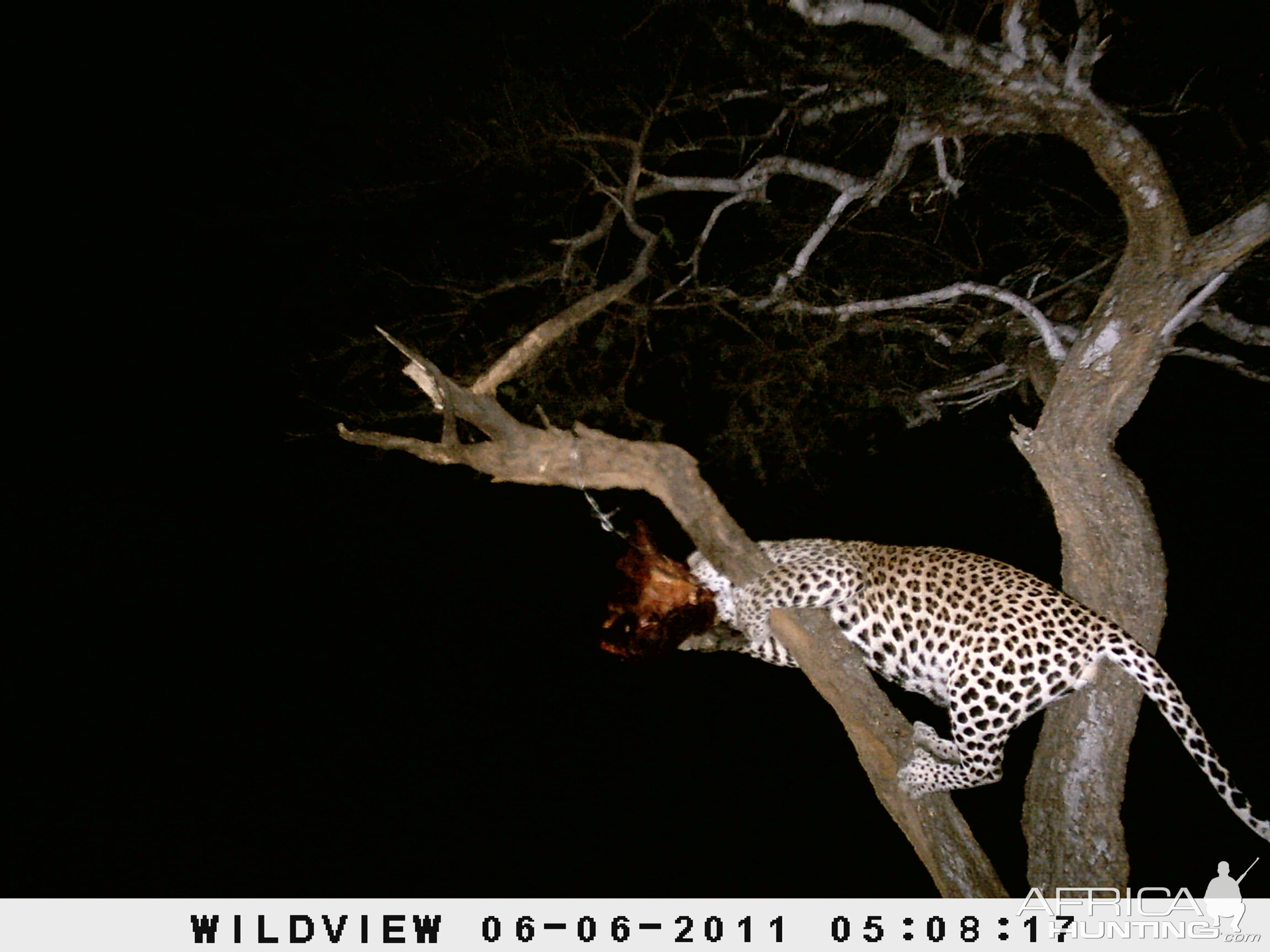 Leopard Namibia