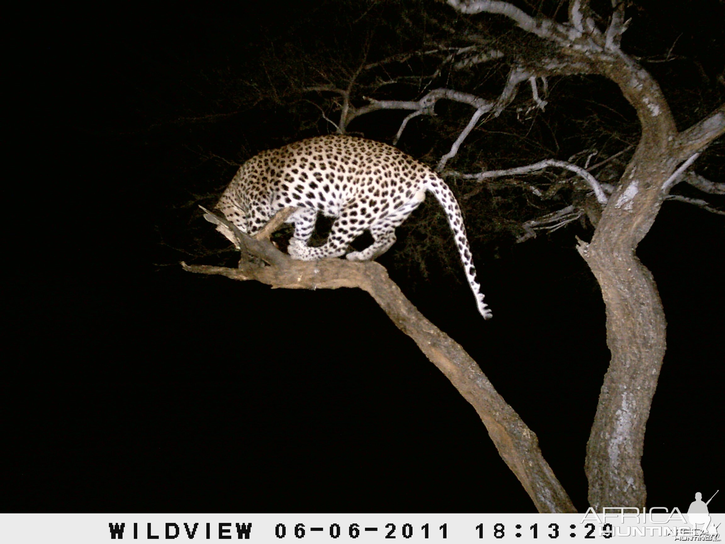 Leopard Namibia