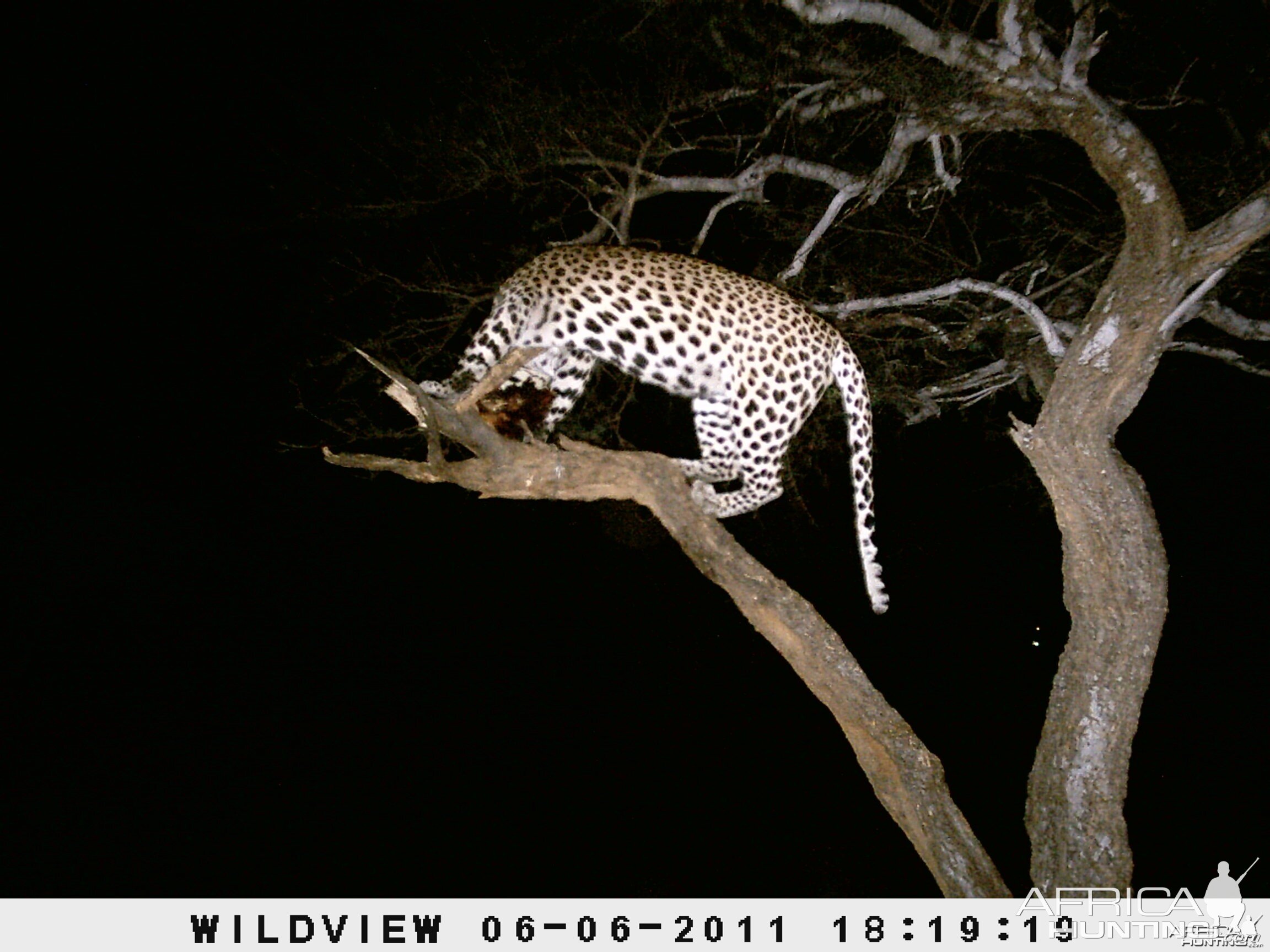 Leopard Namibia