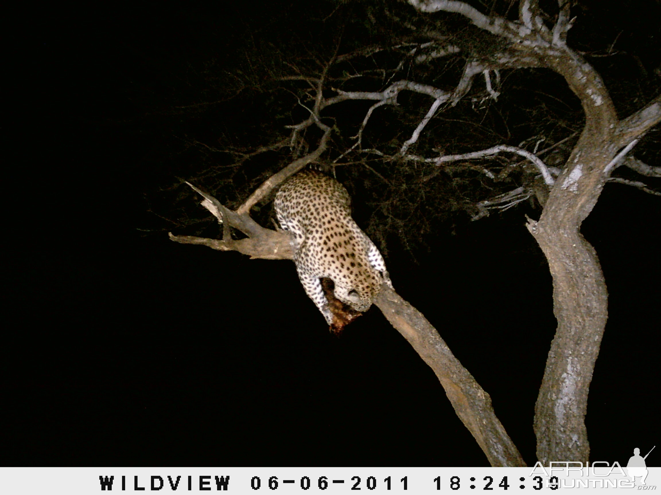 Leopard Namibia