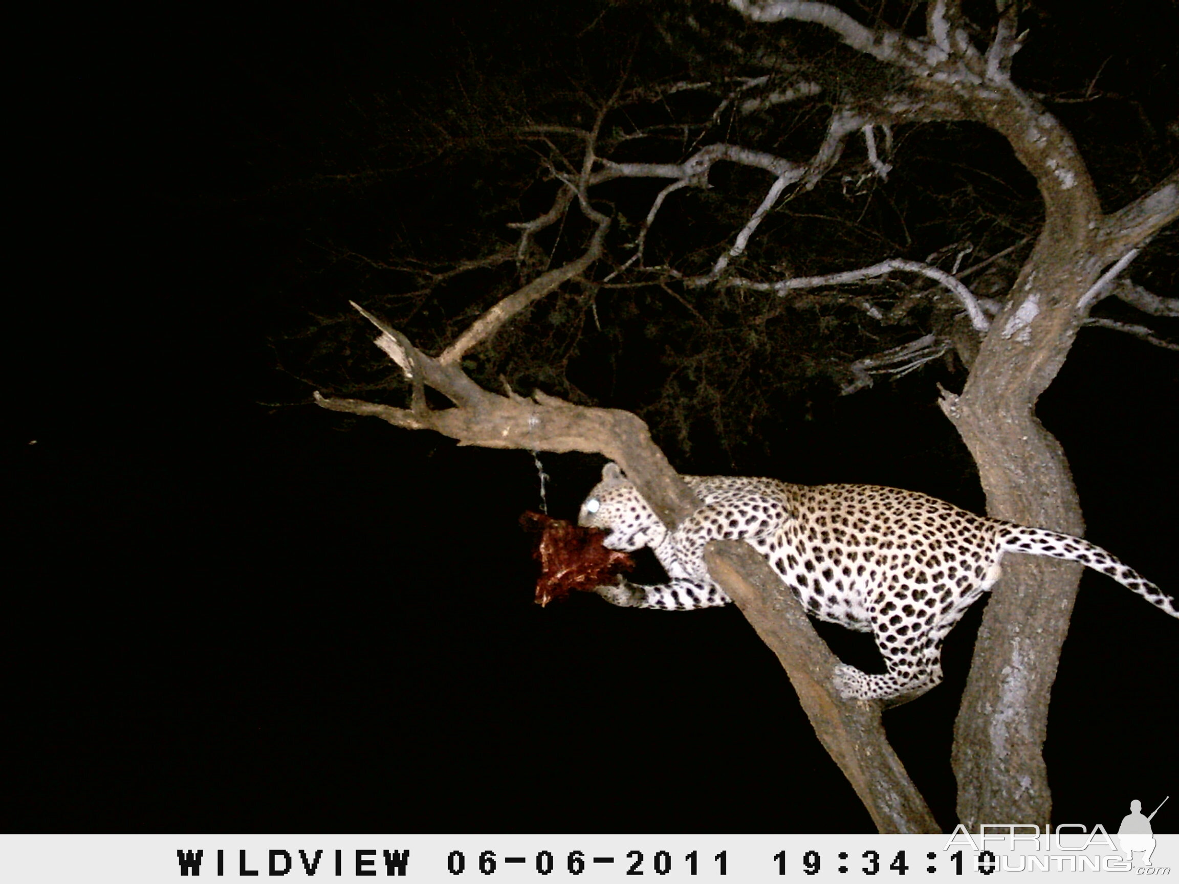 Leopard Namibia