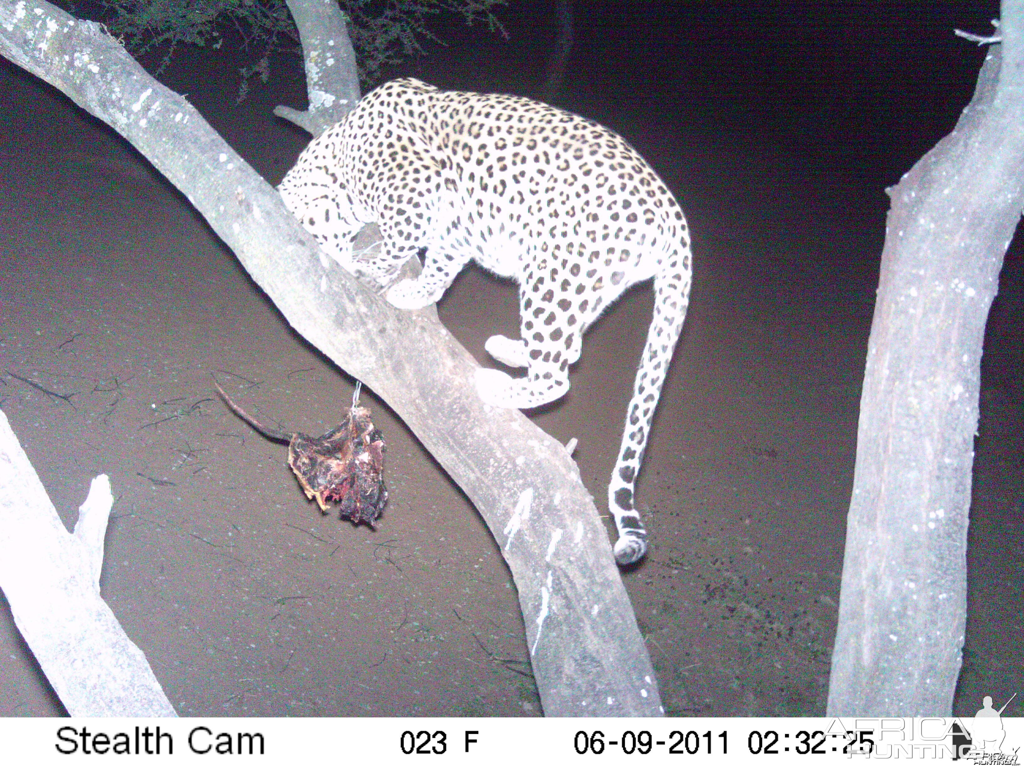 Leopard Namibia