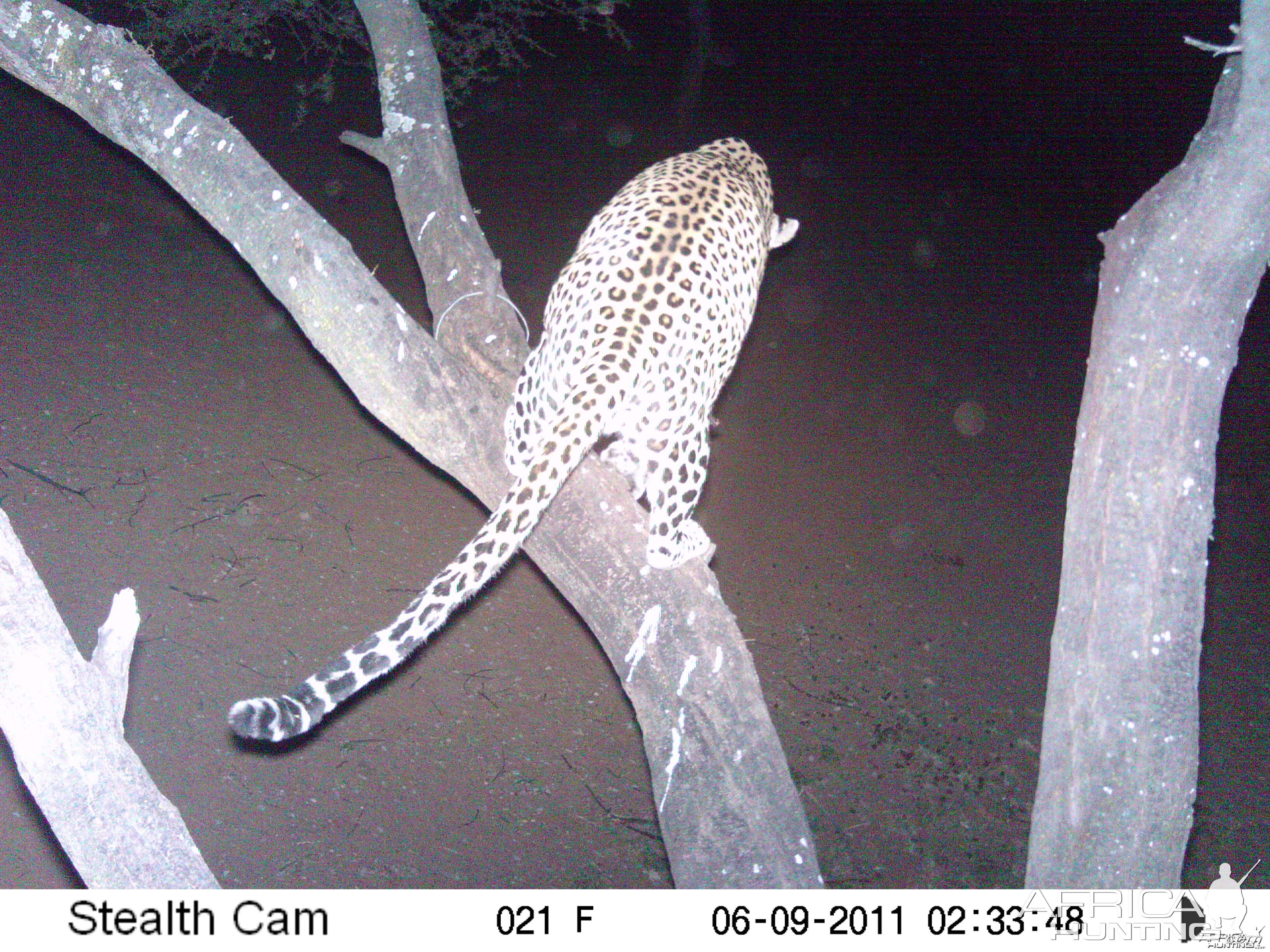 Leopard Namibia