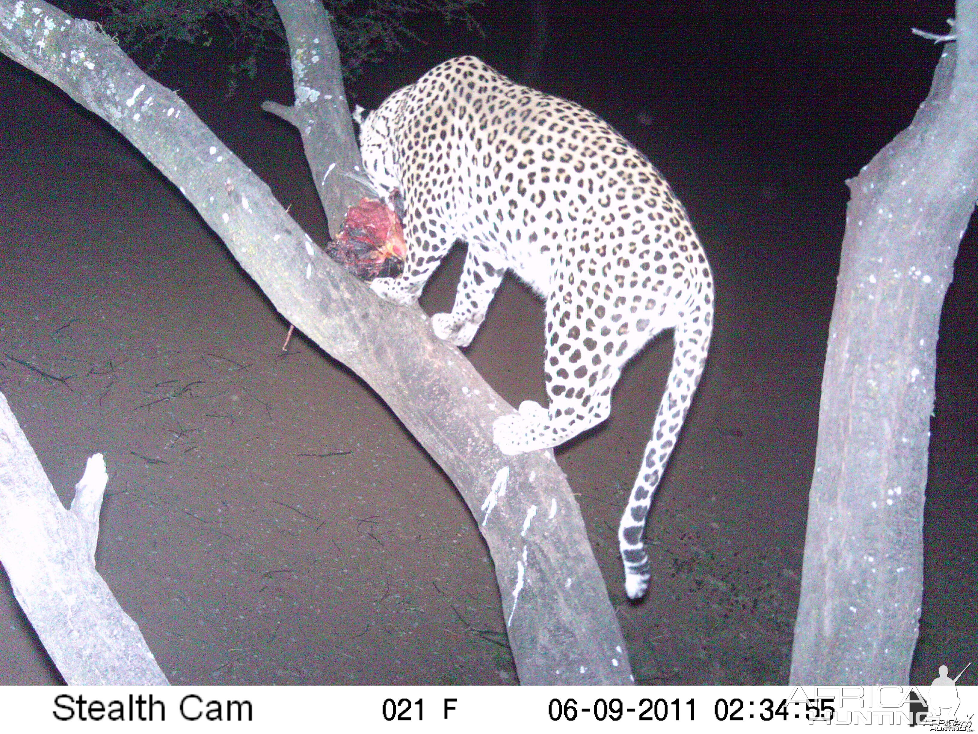 Leopard Namibia