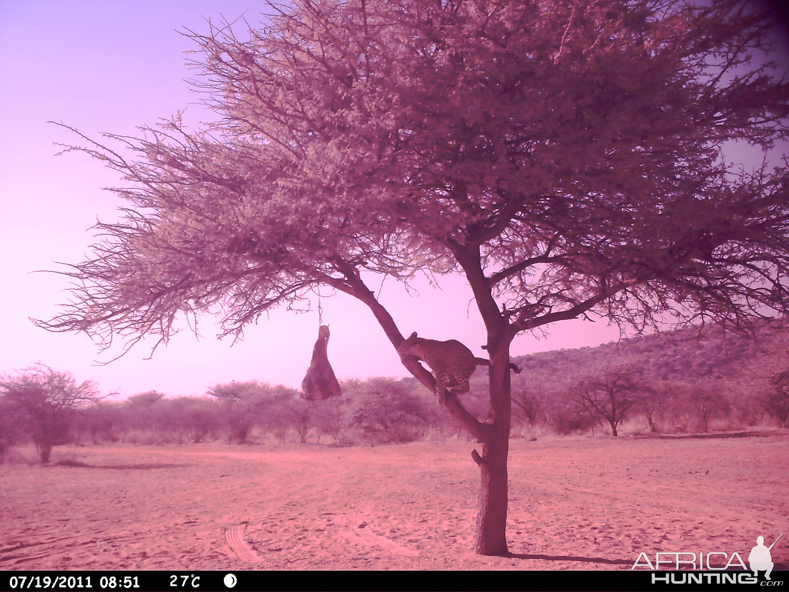 Leopard Namibia