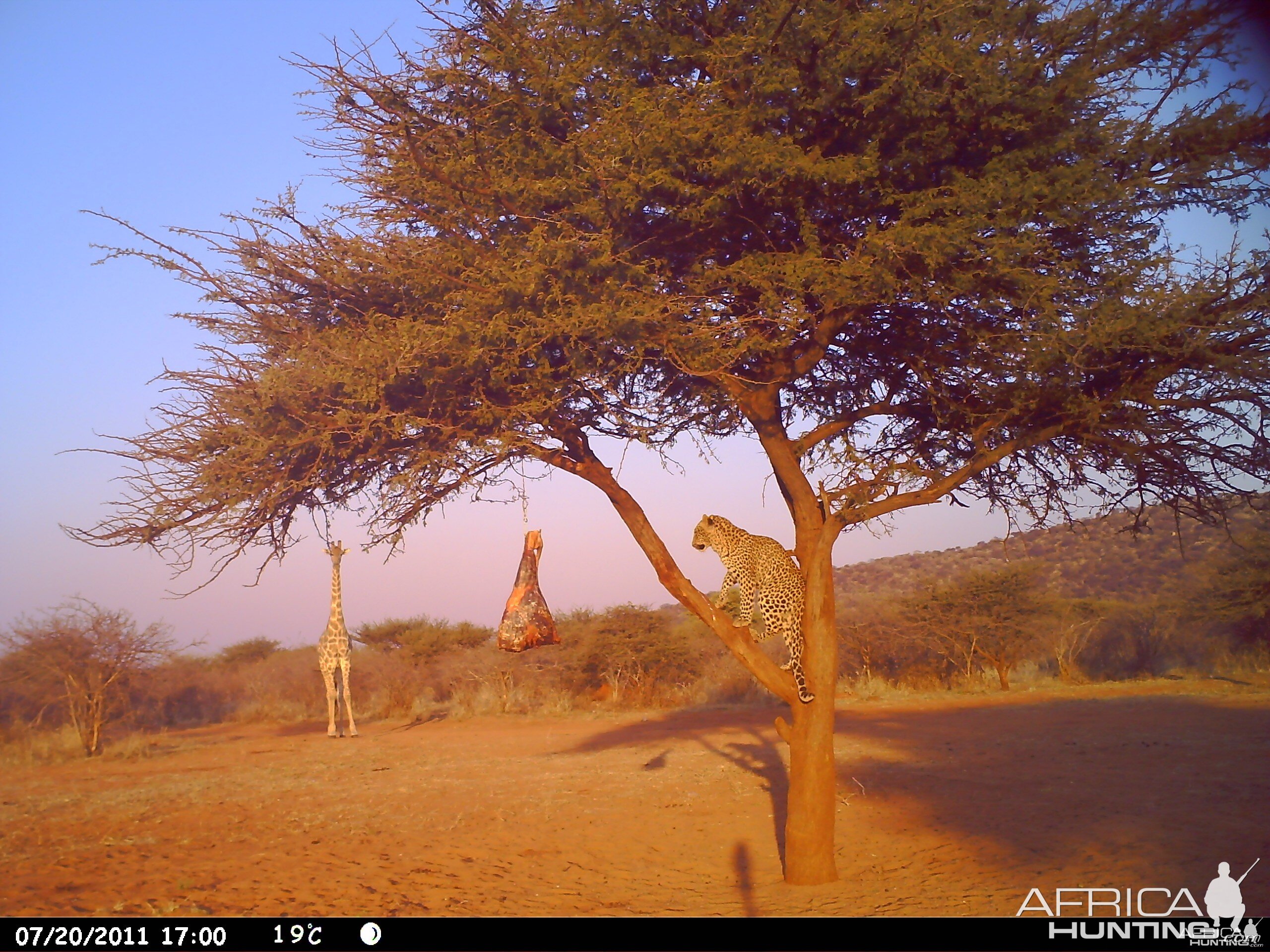 Leopard Namibia