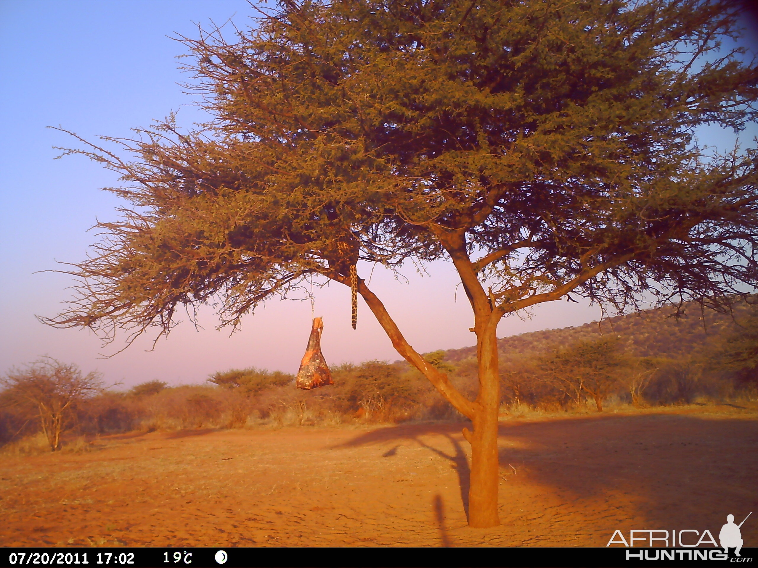 Leopard Namibia