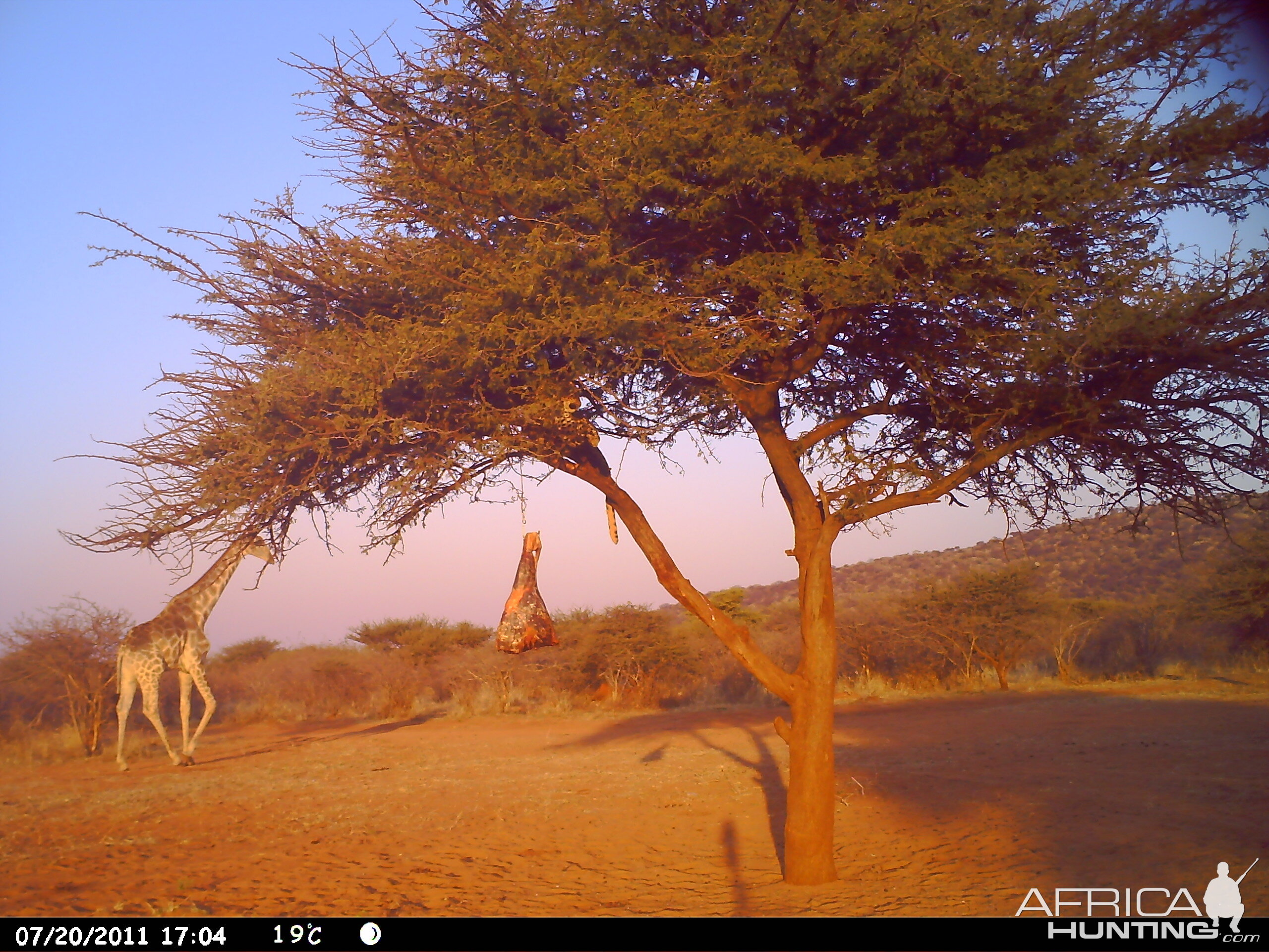 Leopard Namibia