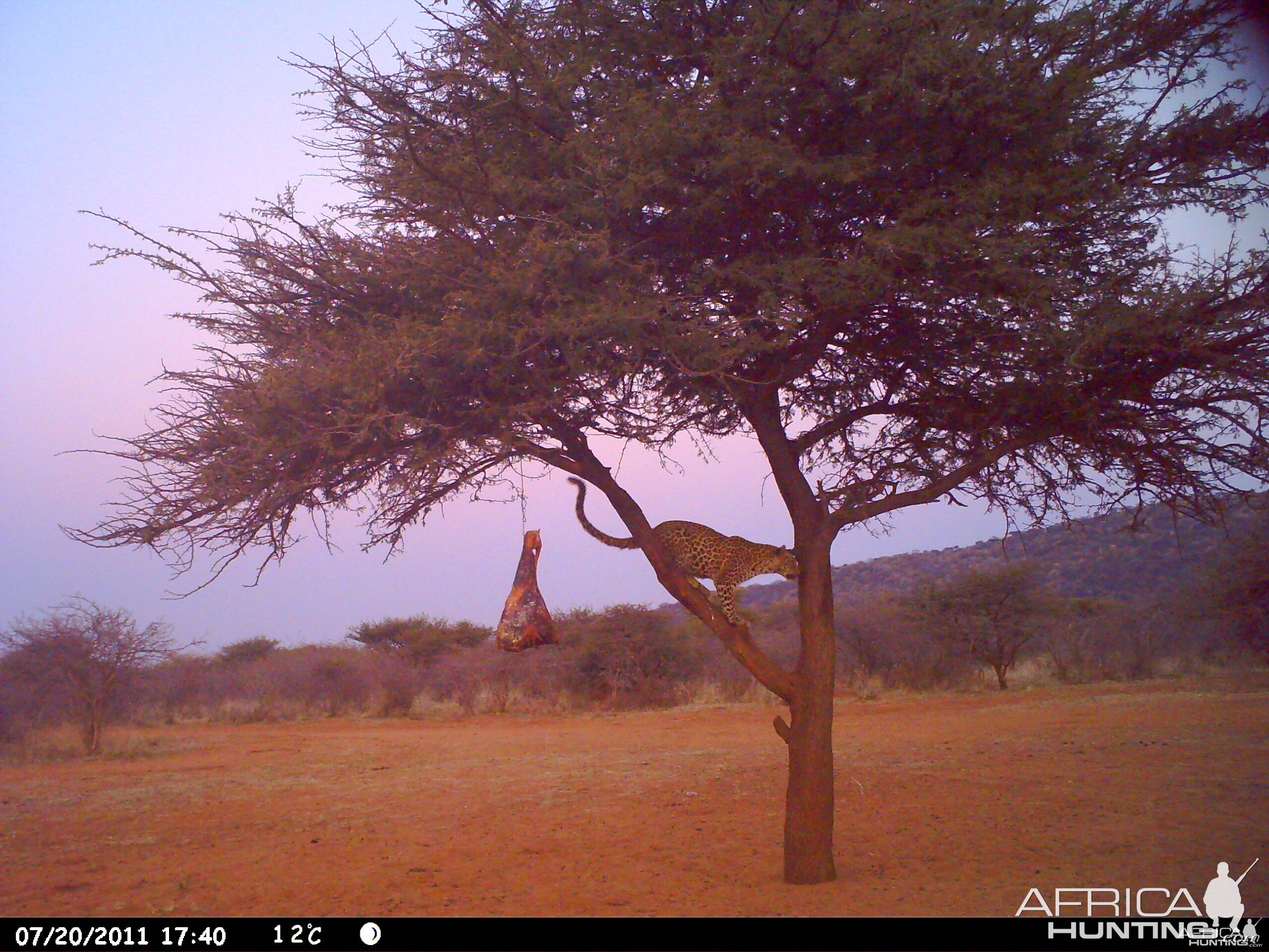 Leopard Namibia