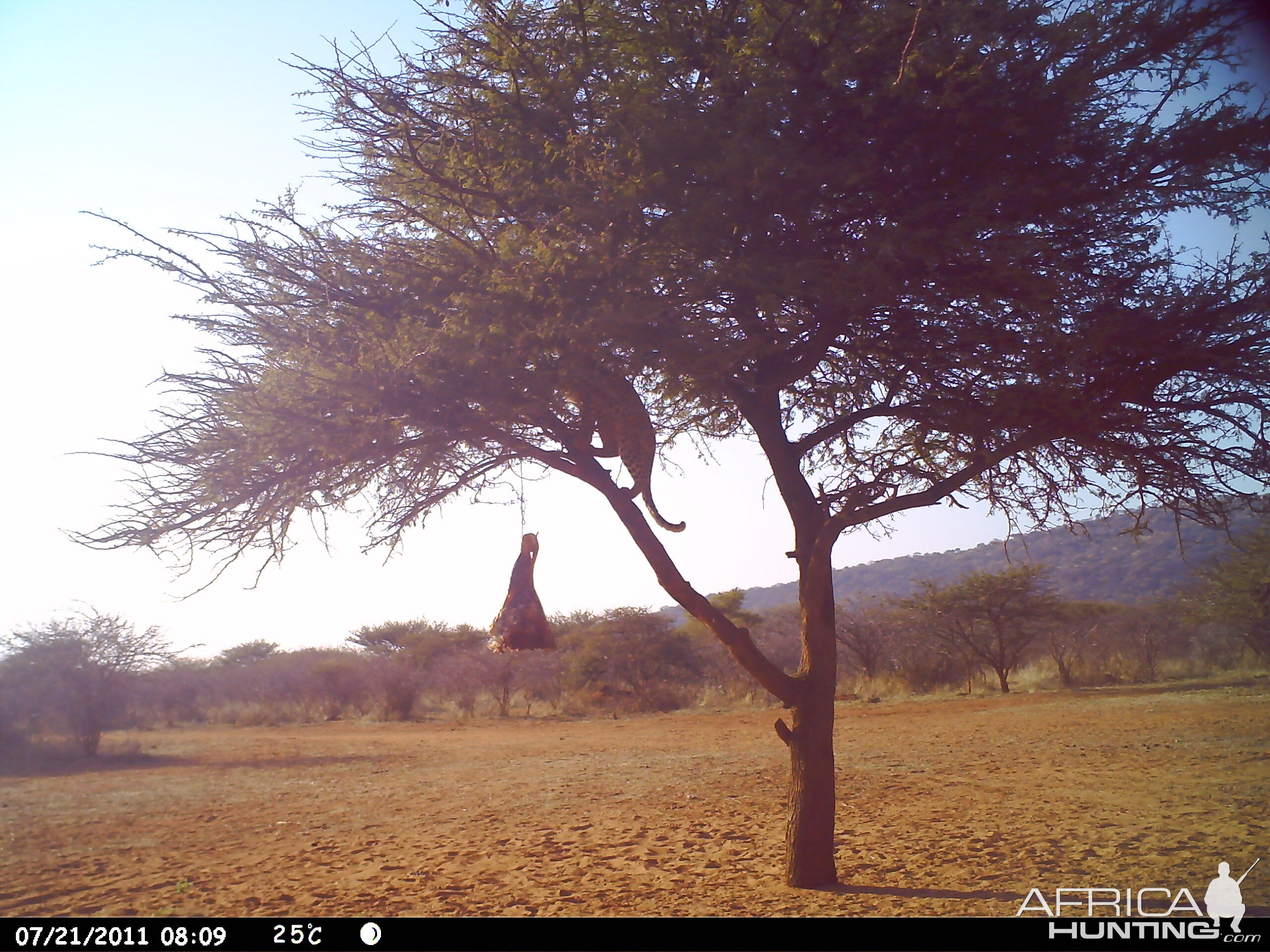 Leopard Namibia