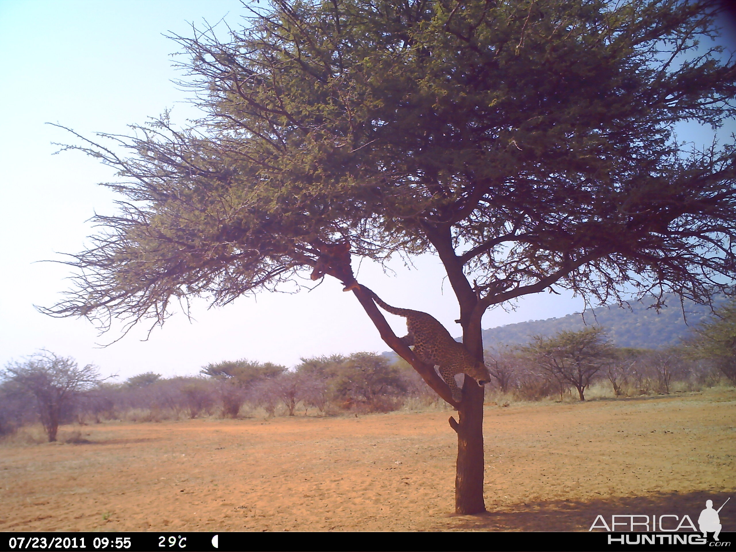 Leopard Namibia