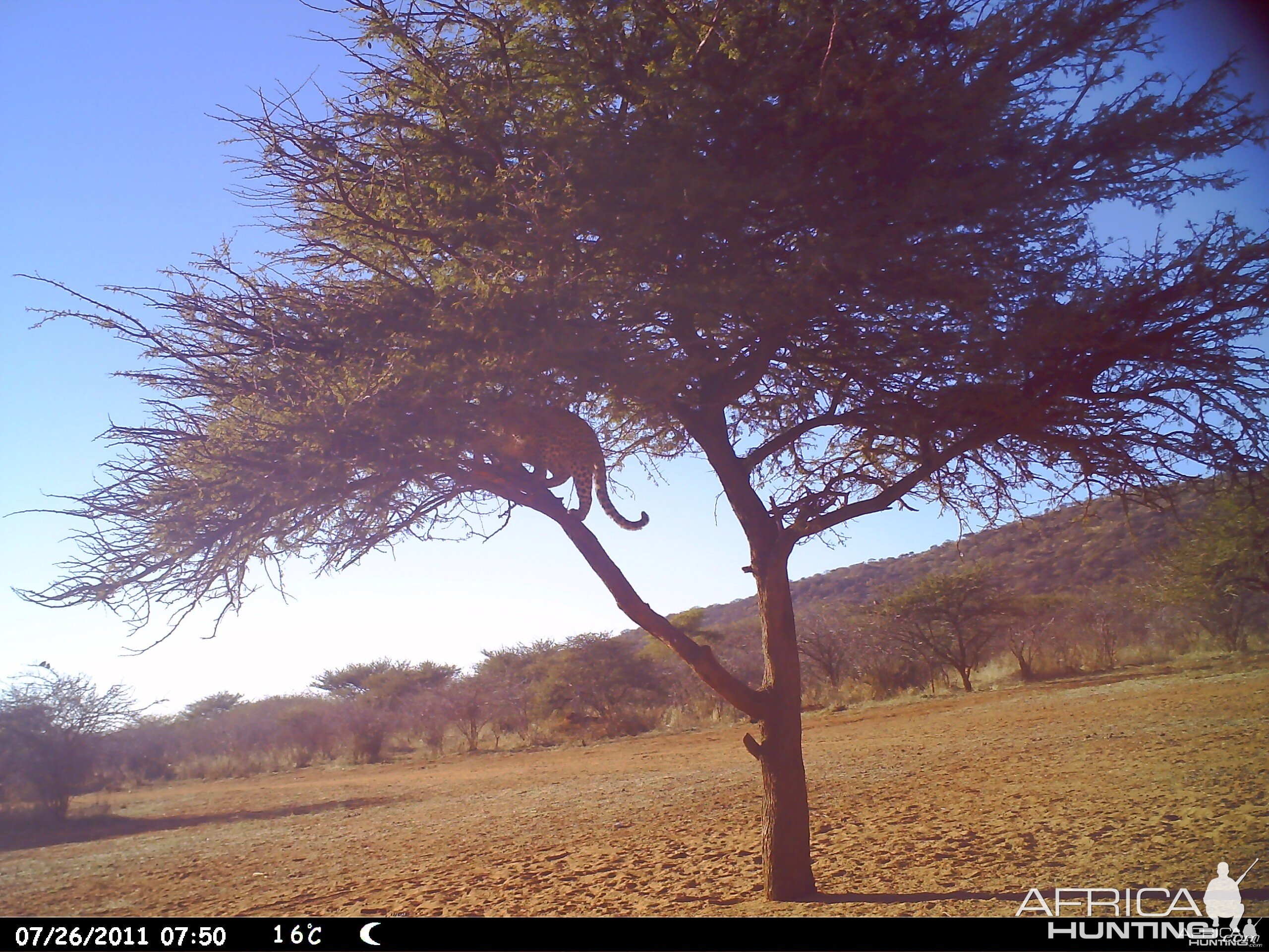 Leopard Namibia