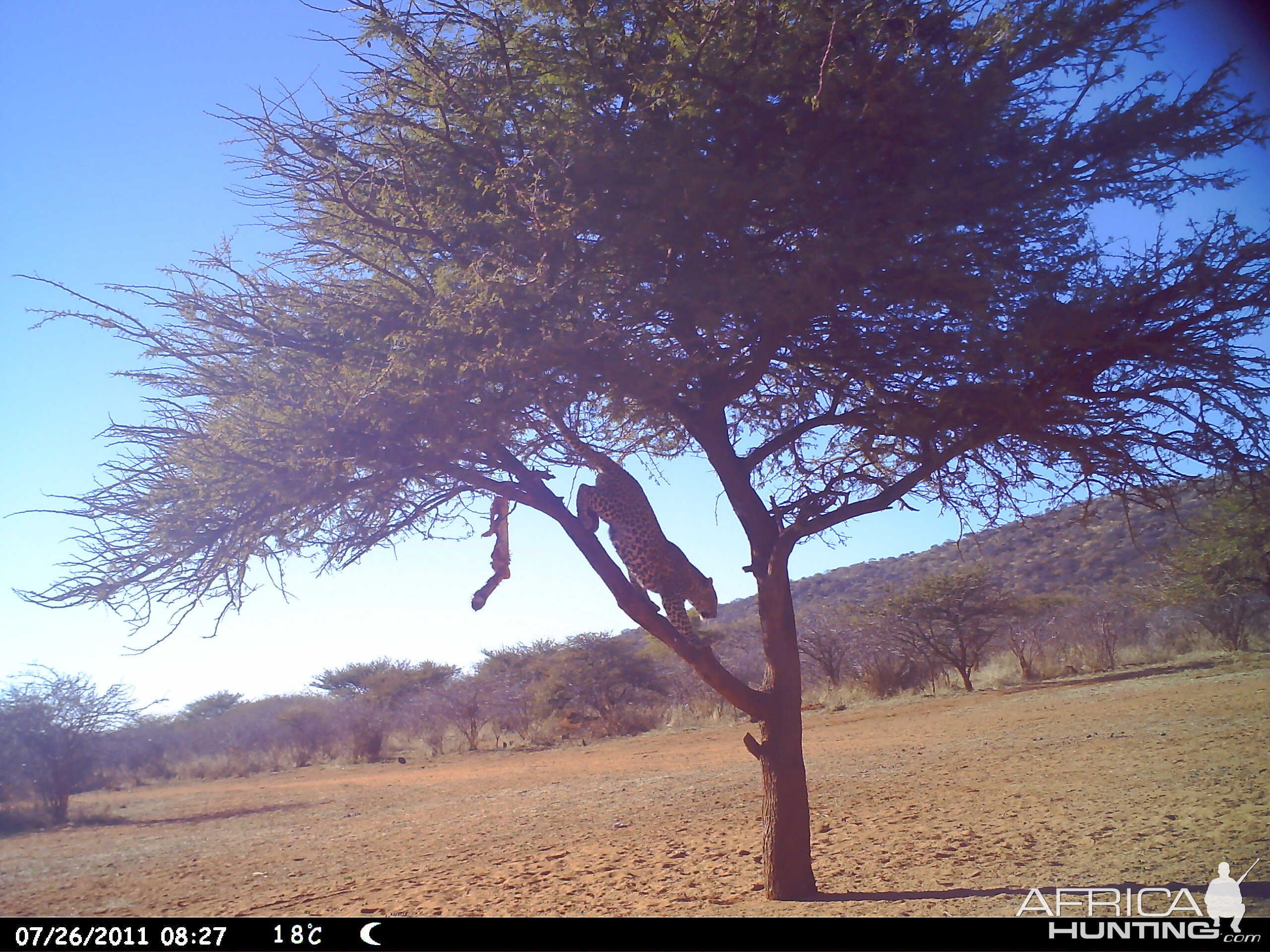 Leopard Namibia