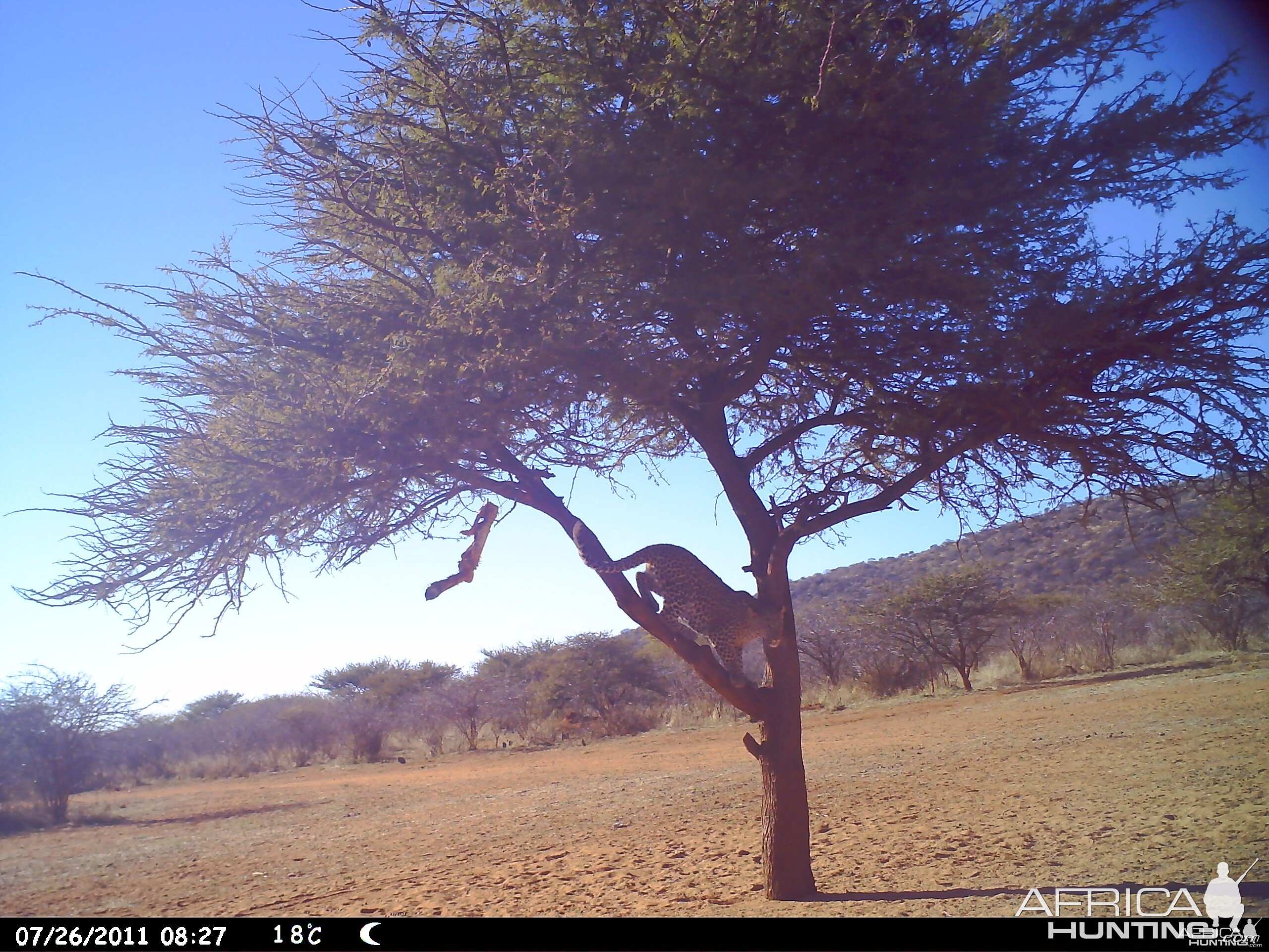 Leopard Namibia