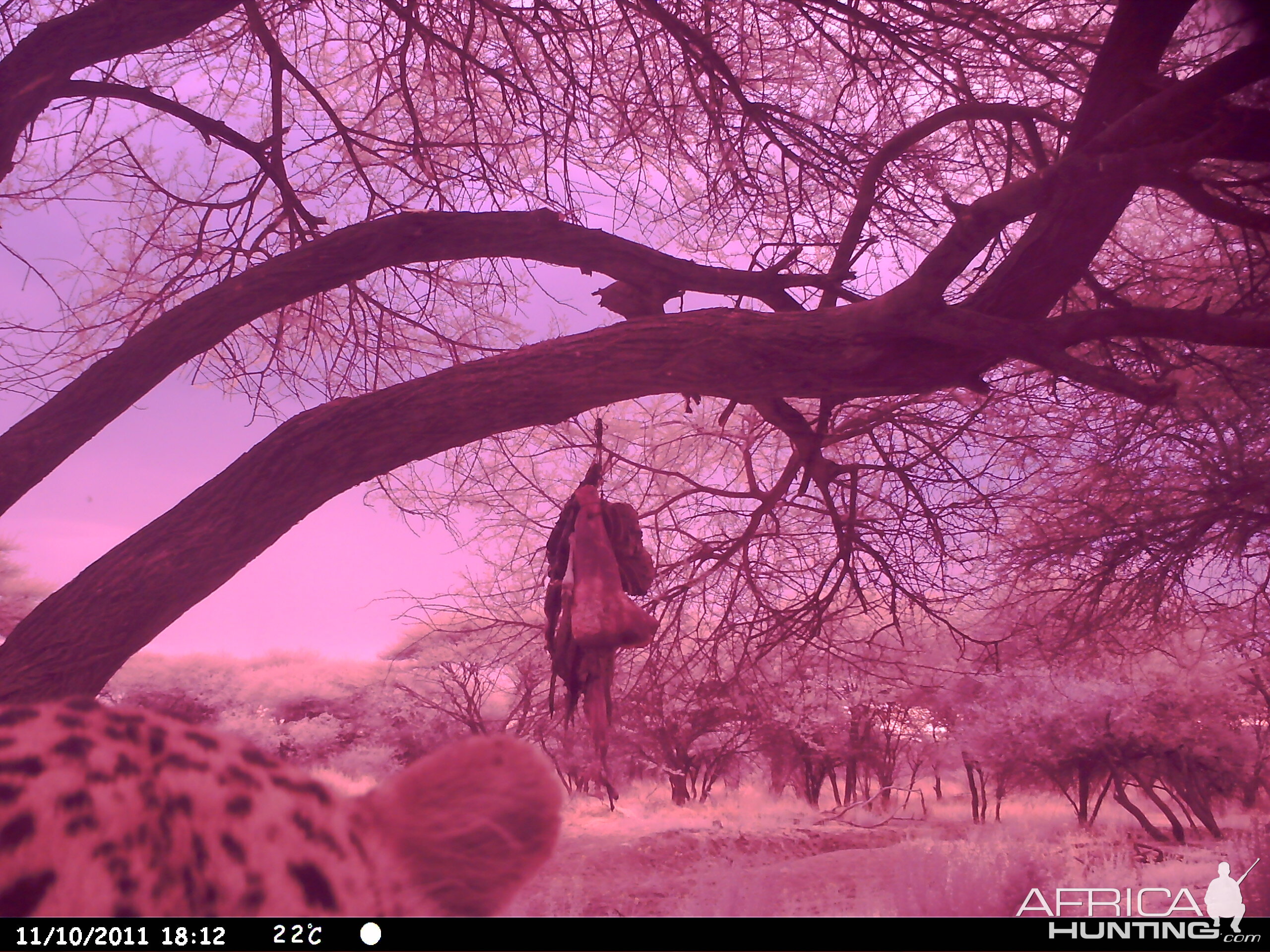 Leopard Namibia