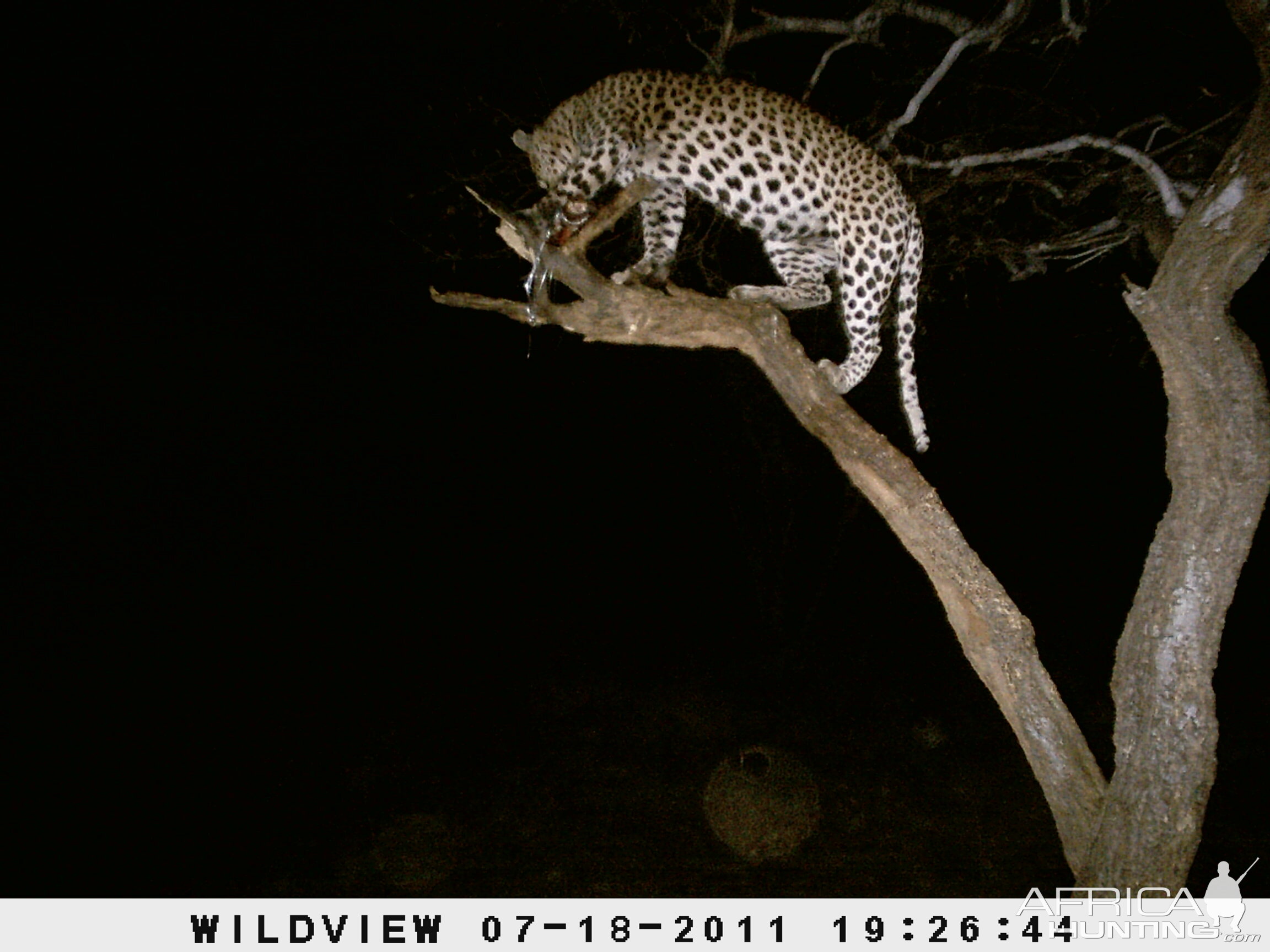 Leopard Namibia