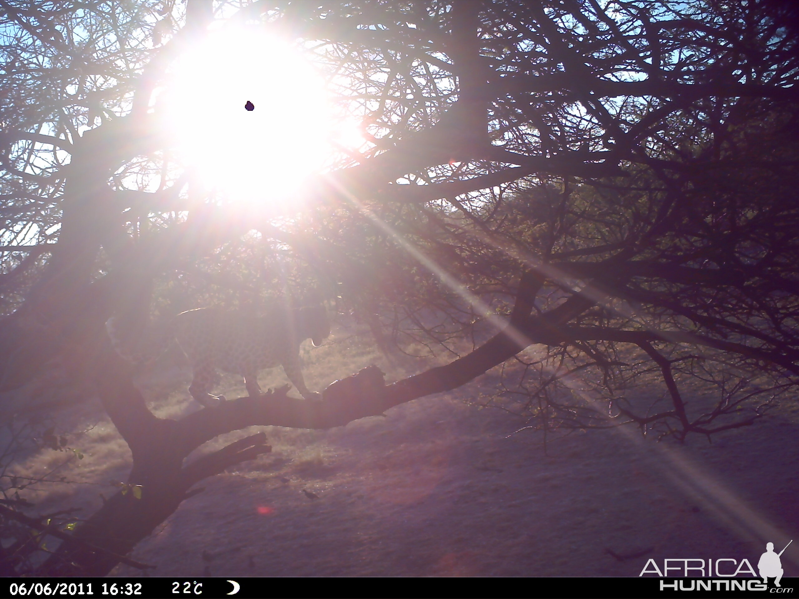 Leopard Namibia