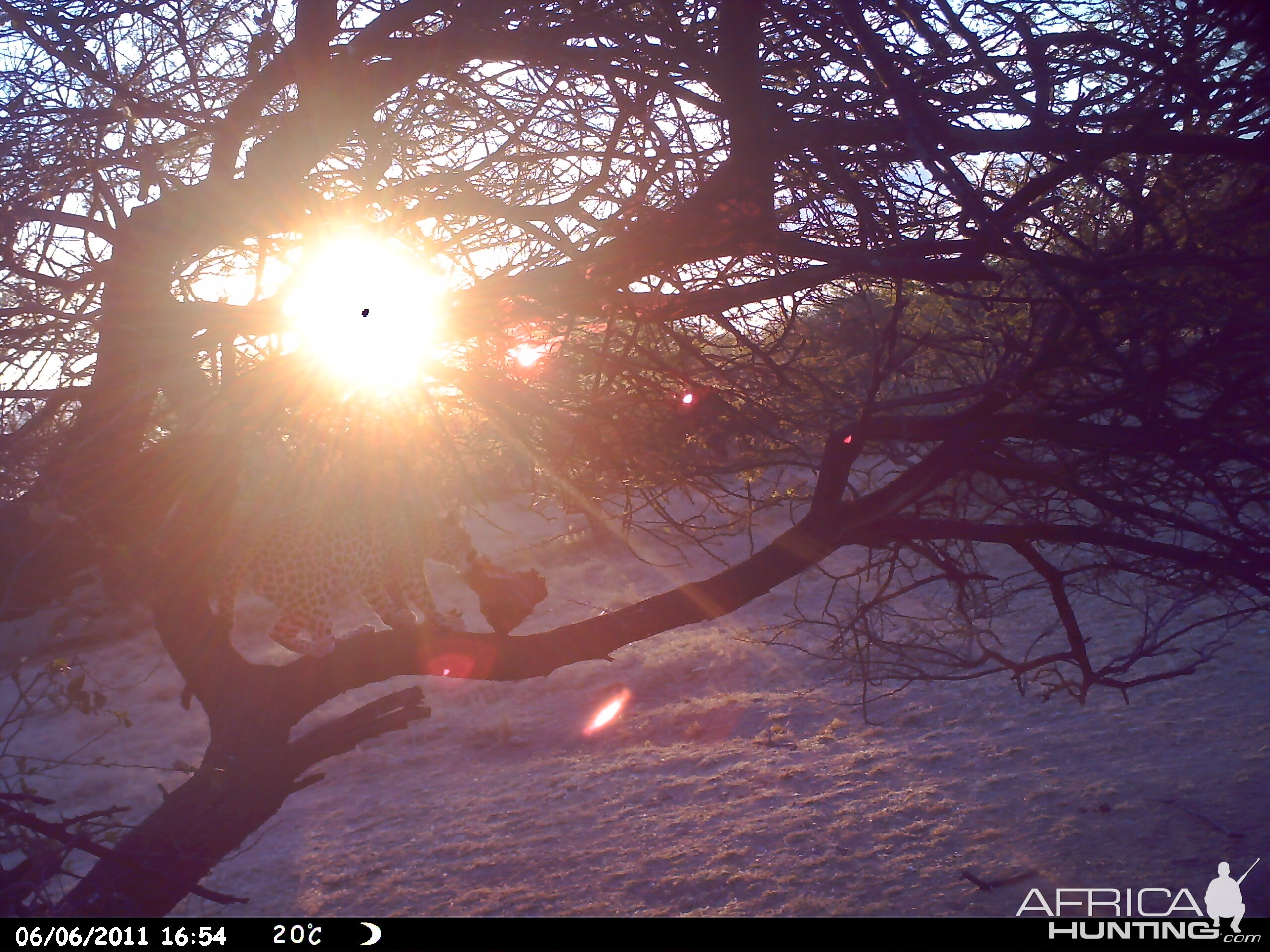 Leopard Namibia