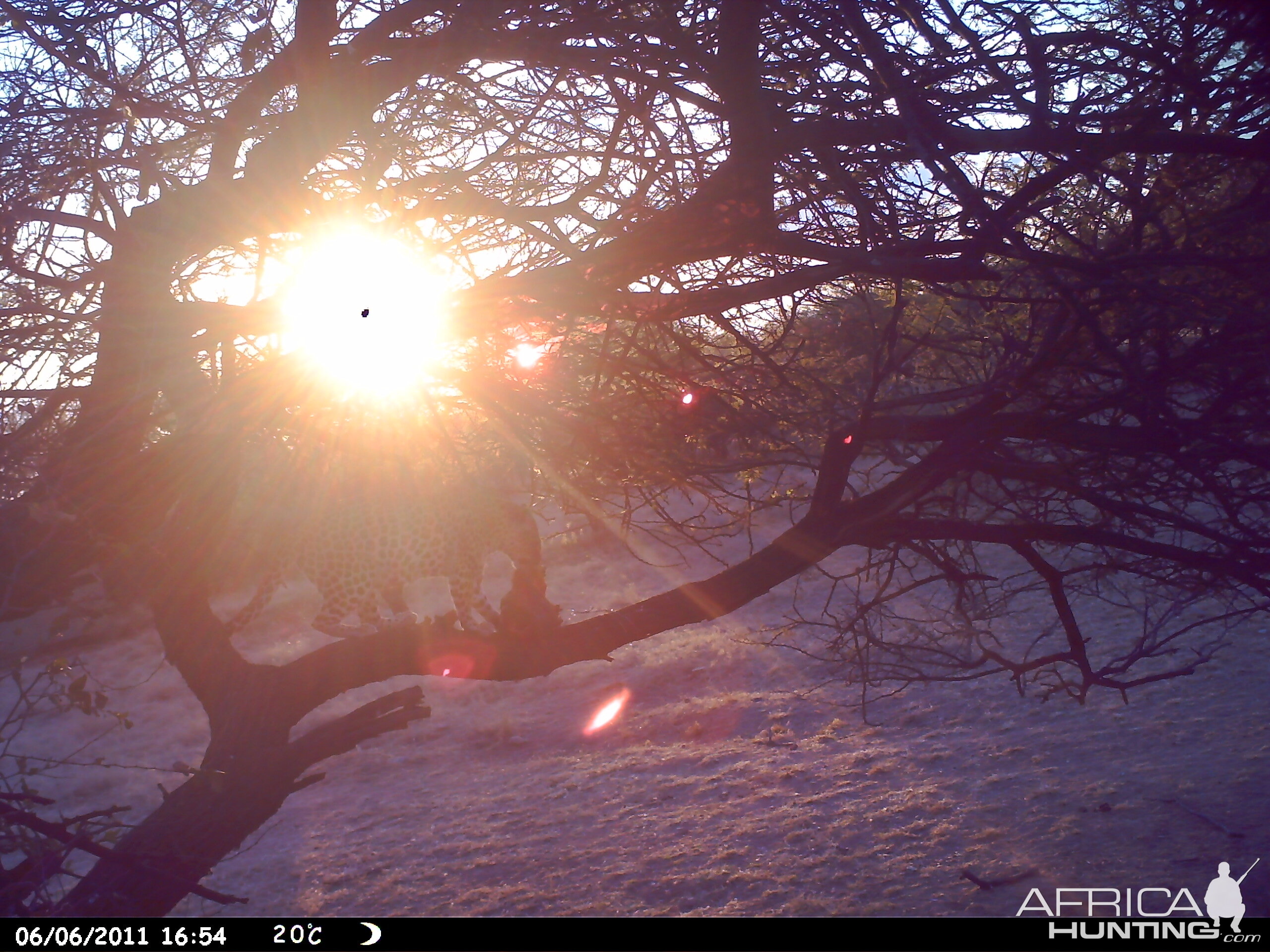 Leopard Namibia