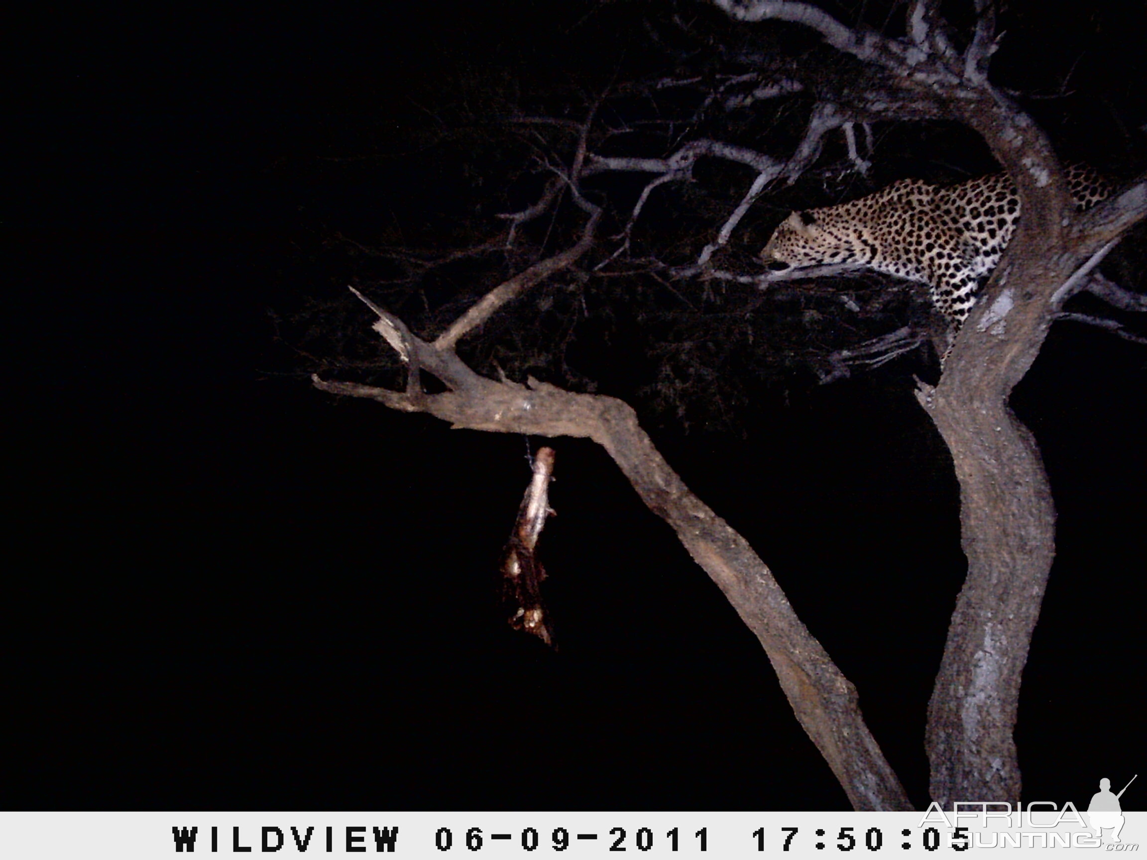 Leopard Namibia