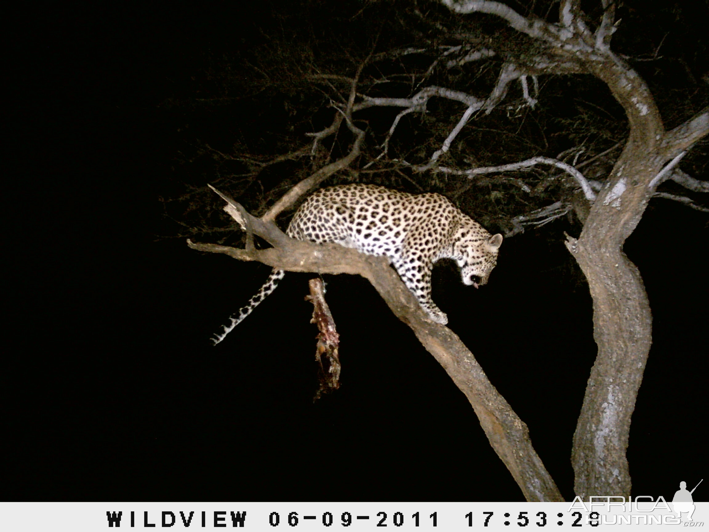 Leopard Namibia