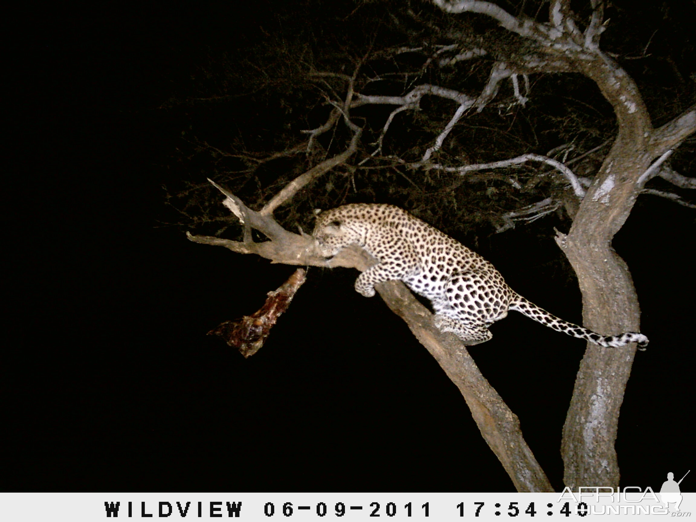 Leopard Namibia