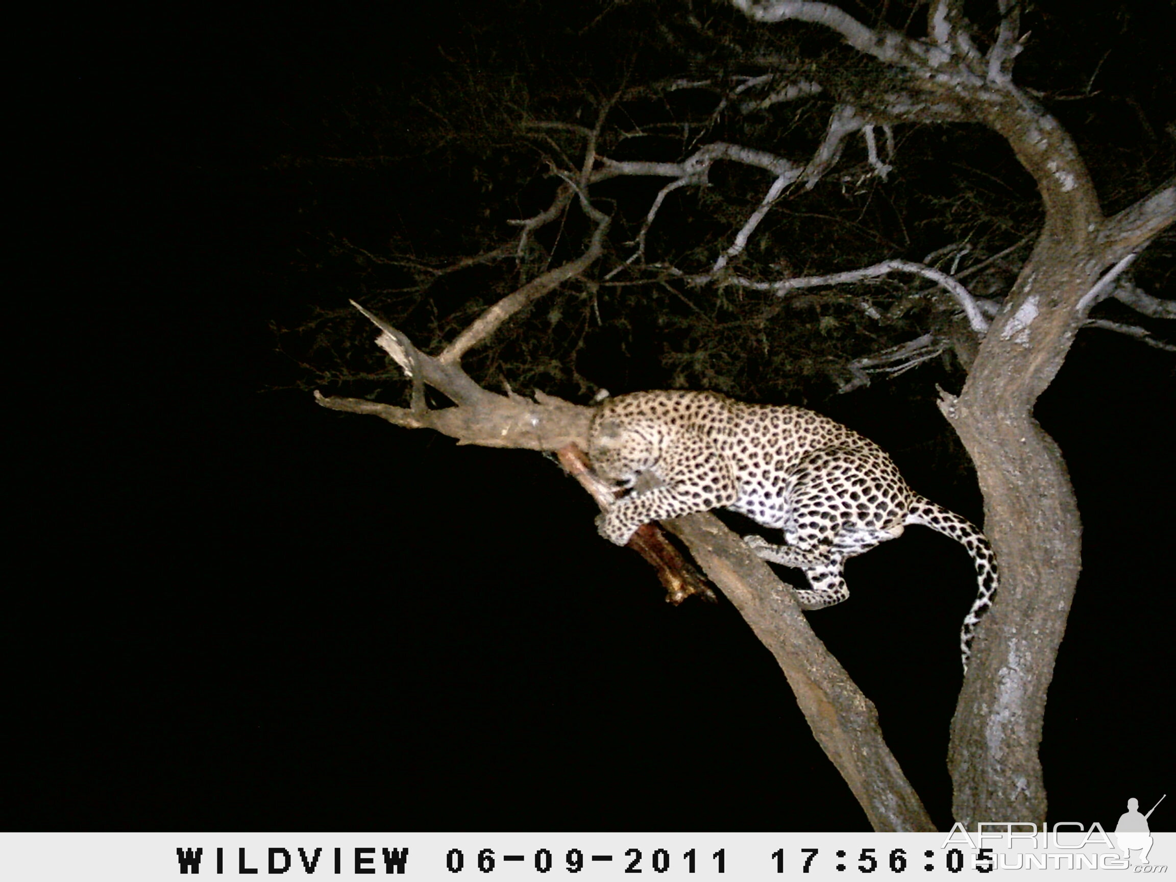 Leopard Namibia