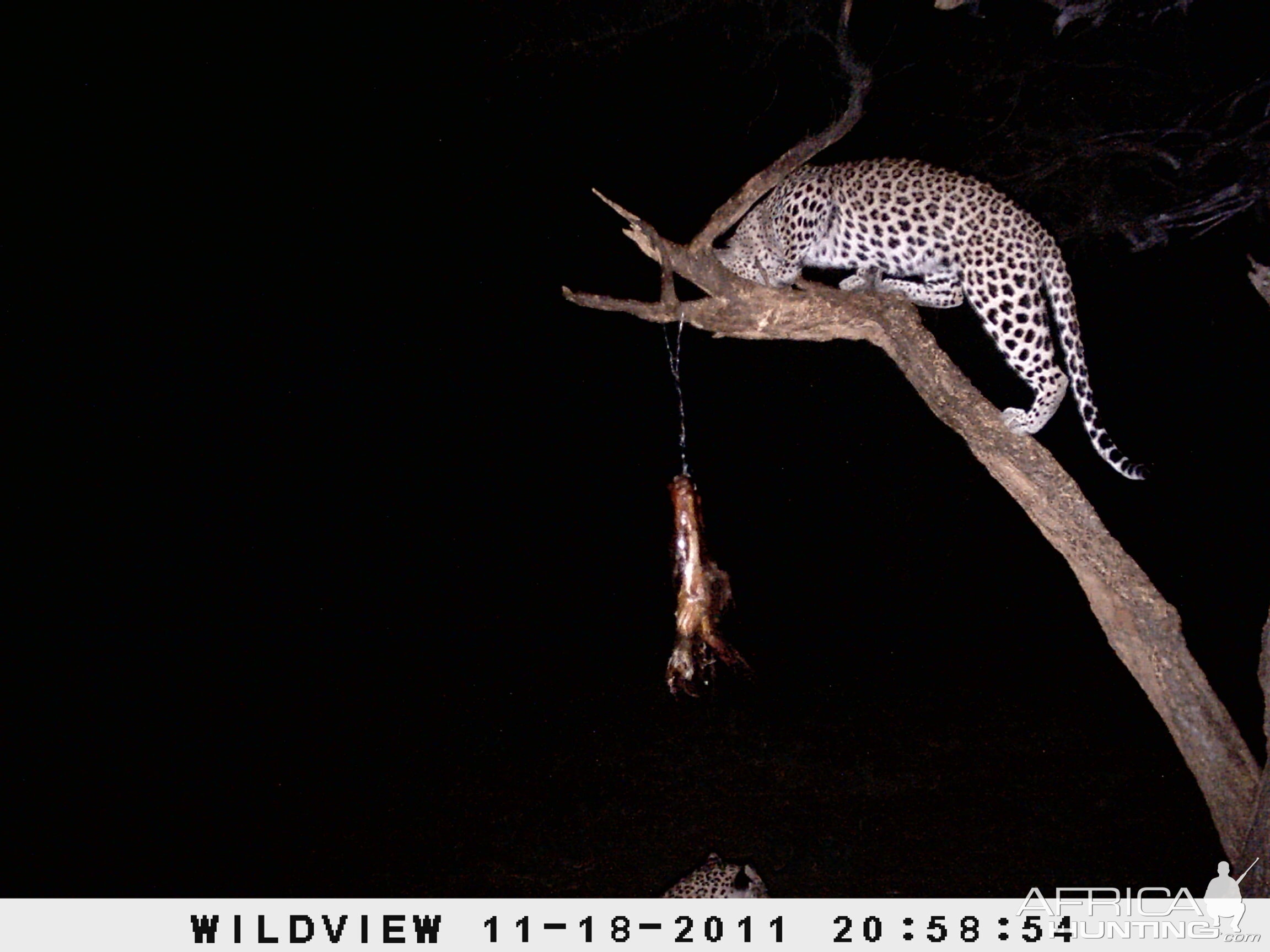 Leopard Namibia