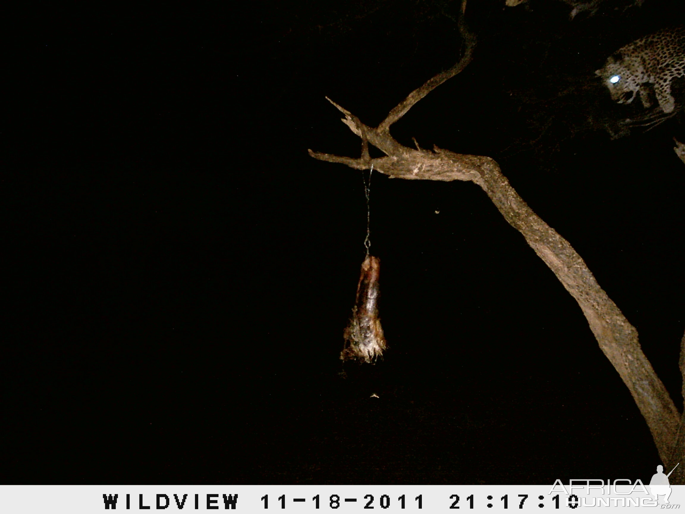 Leopard Namibia