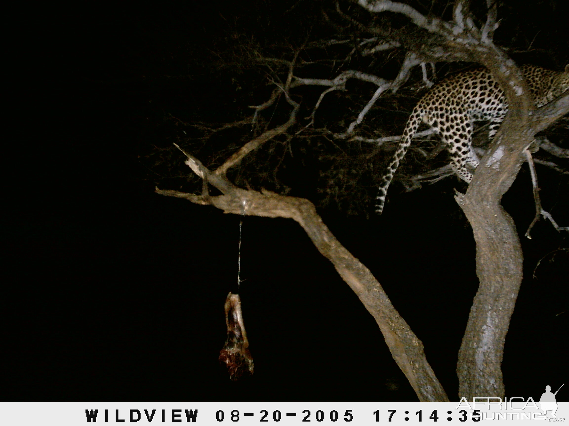 Leopard Namibia