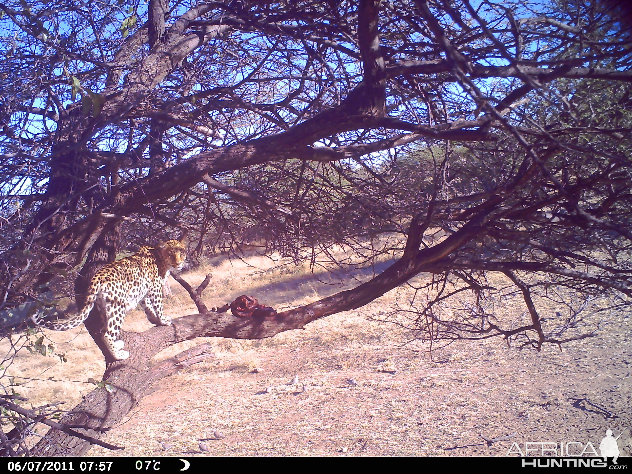 Leopard Namibia