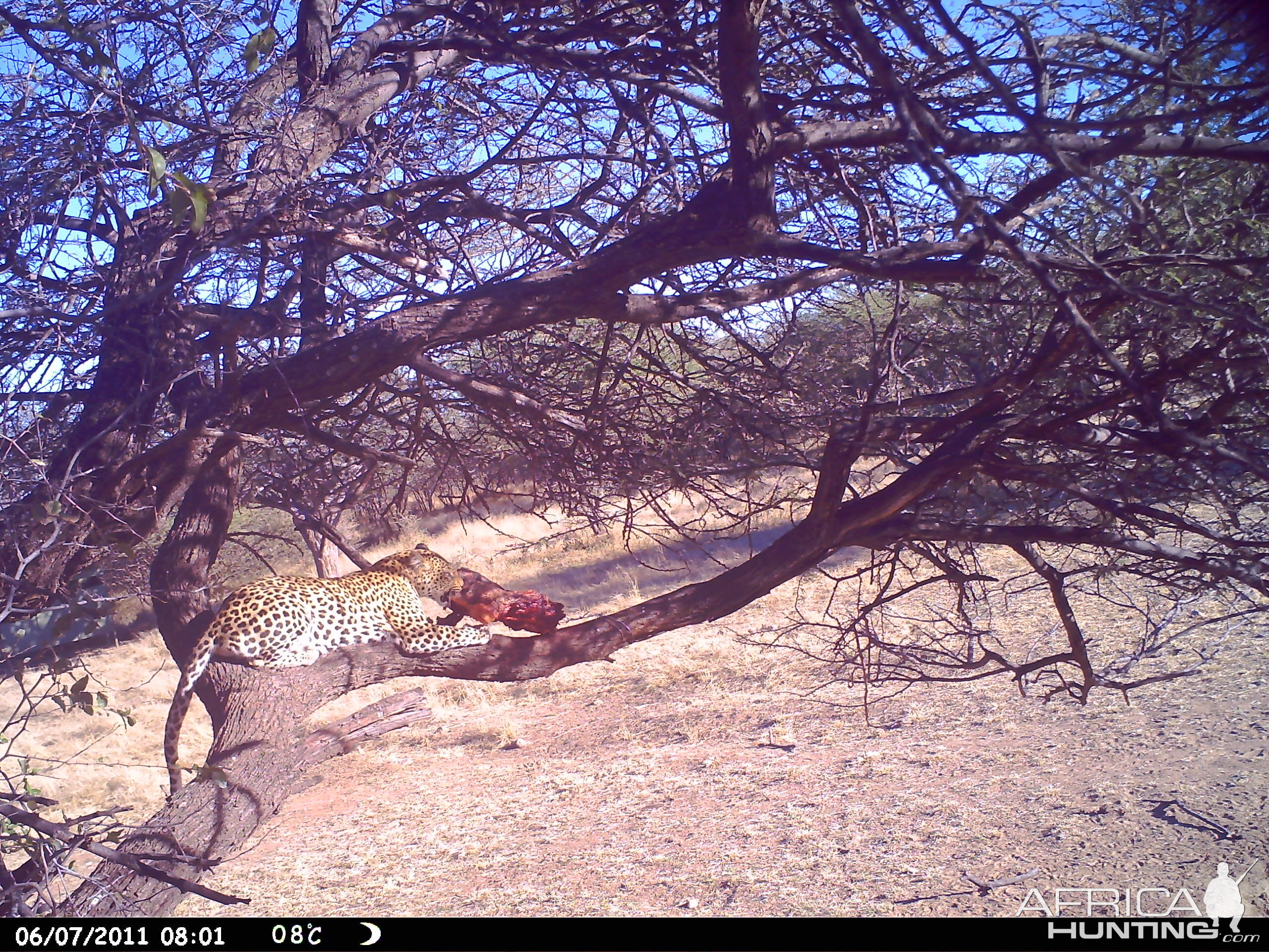 Leopard Namibia