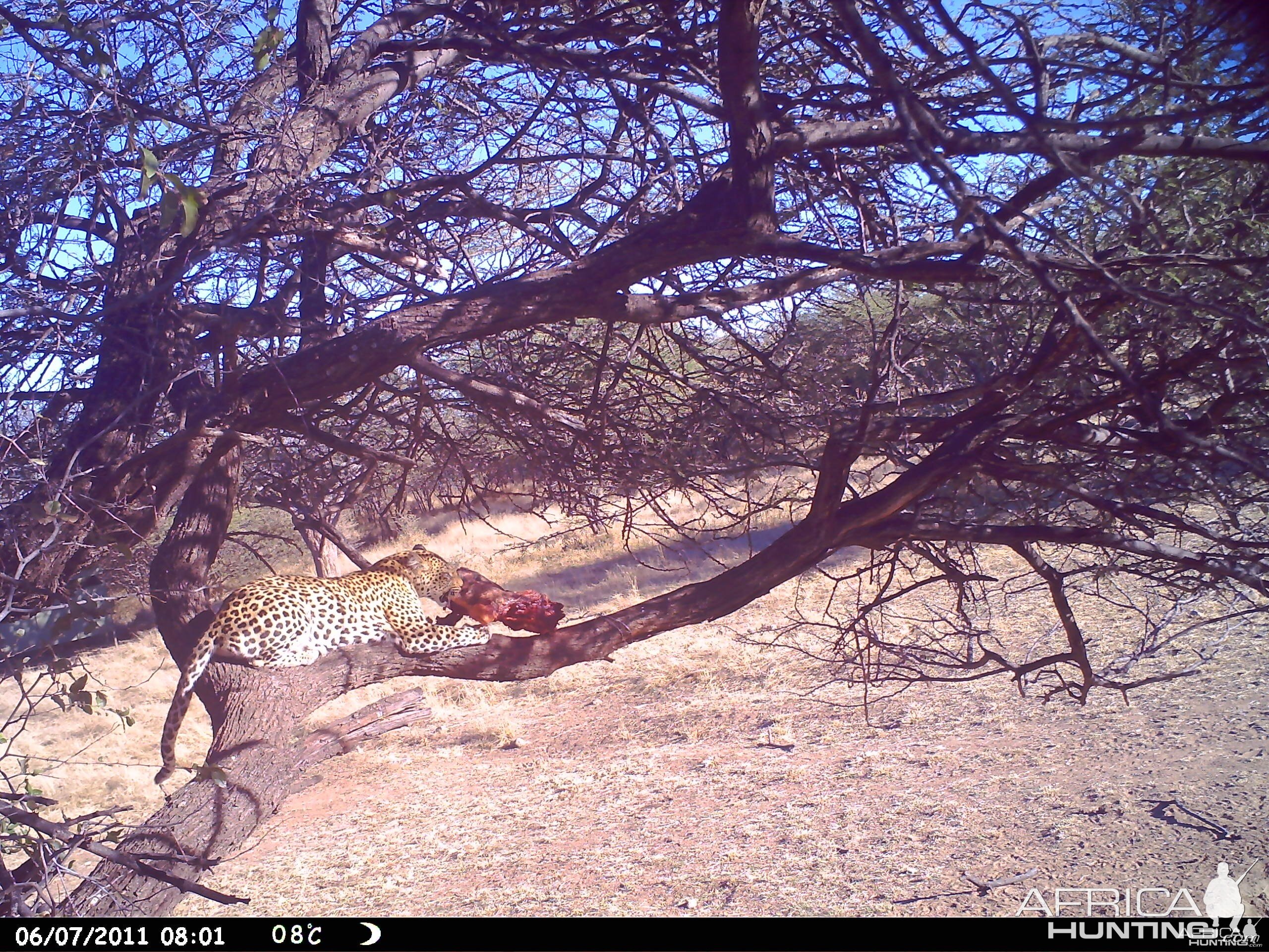 Leopard Namibia