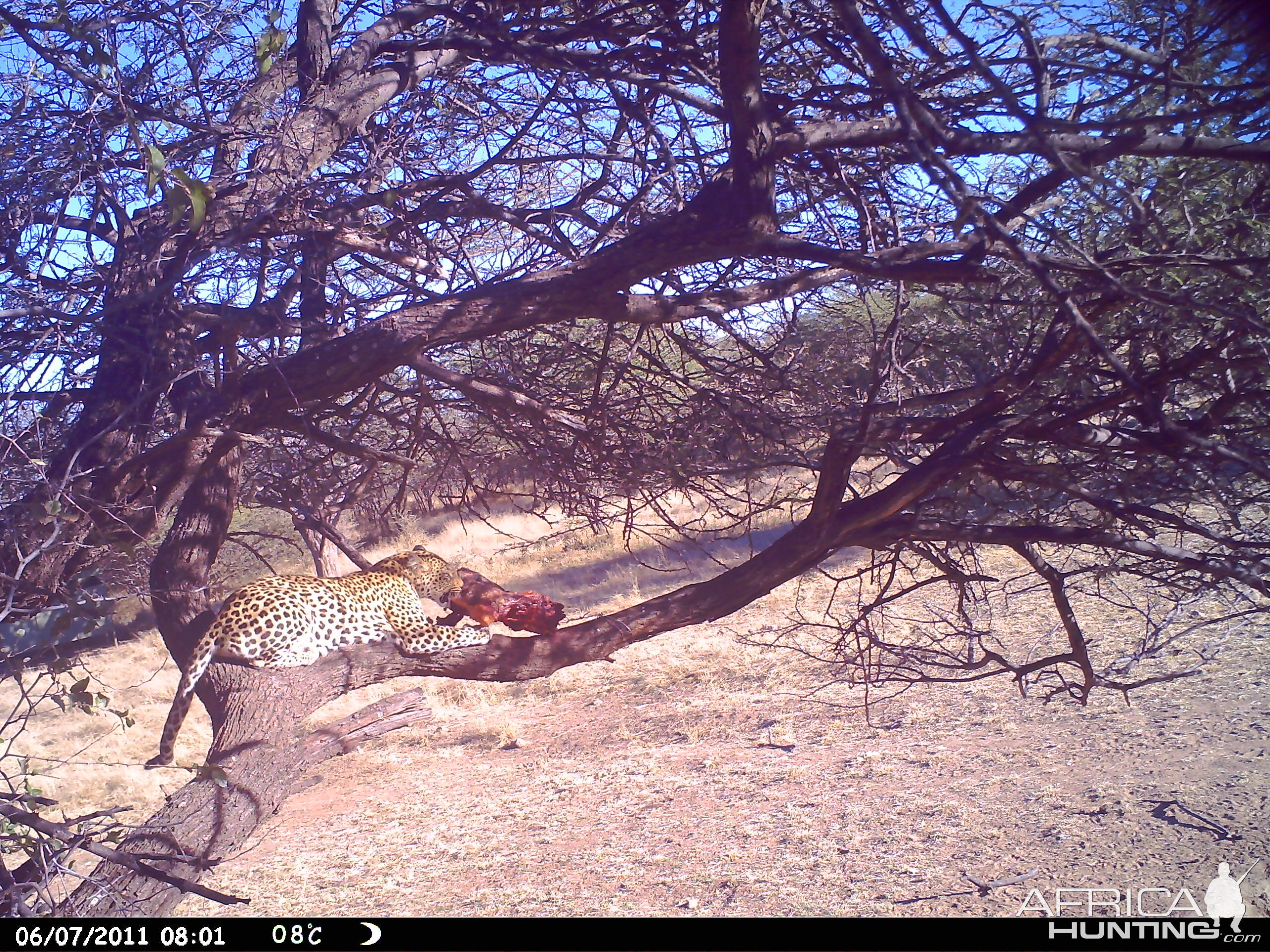 Leopard Namibia