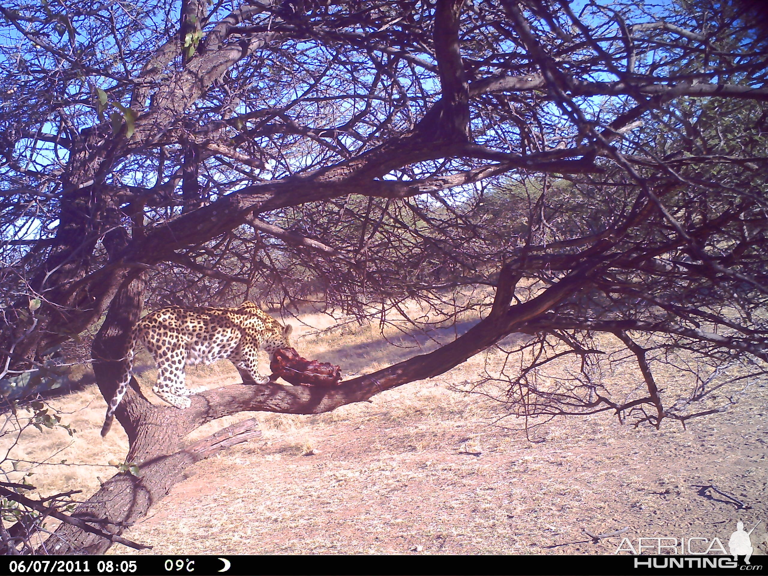 Leopard Namibia