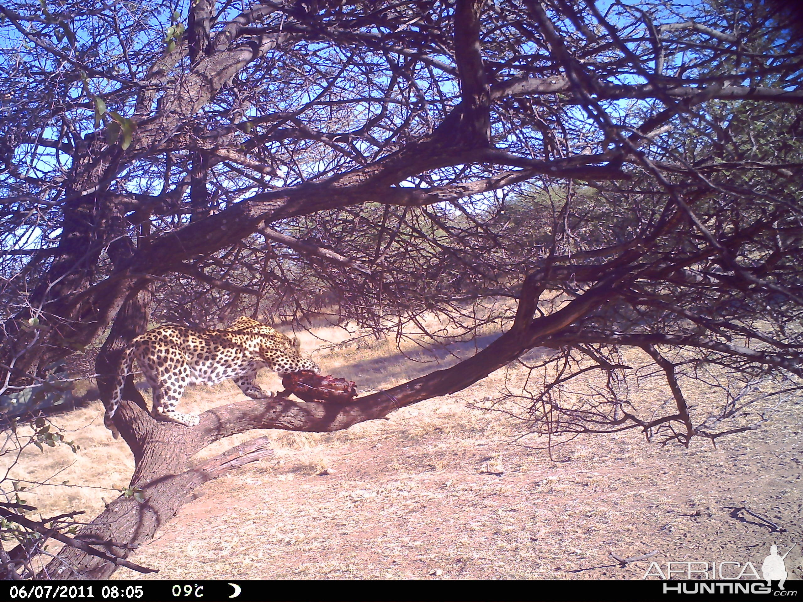 Leopard Namibia