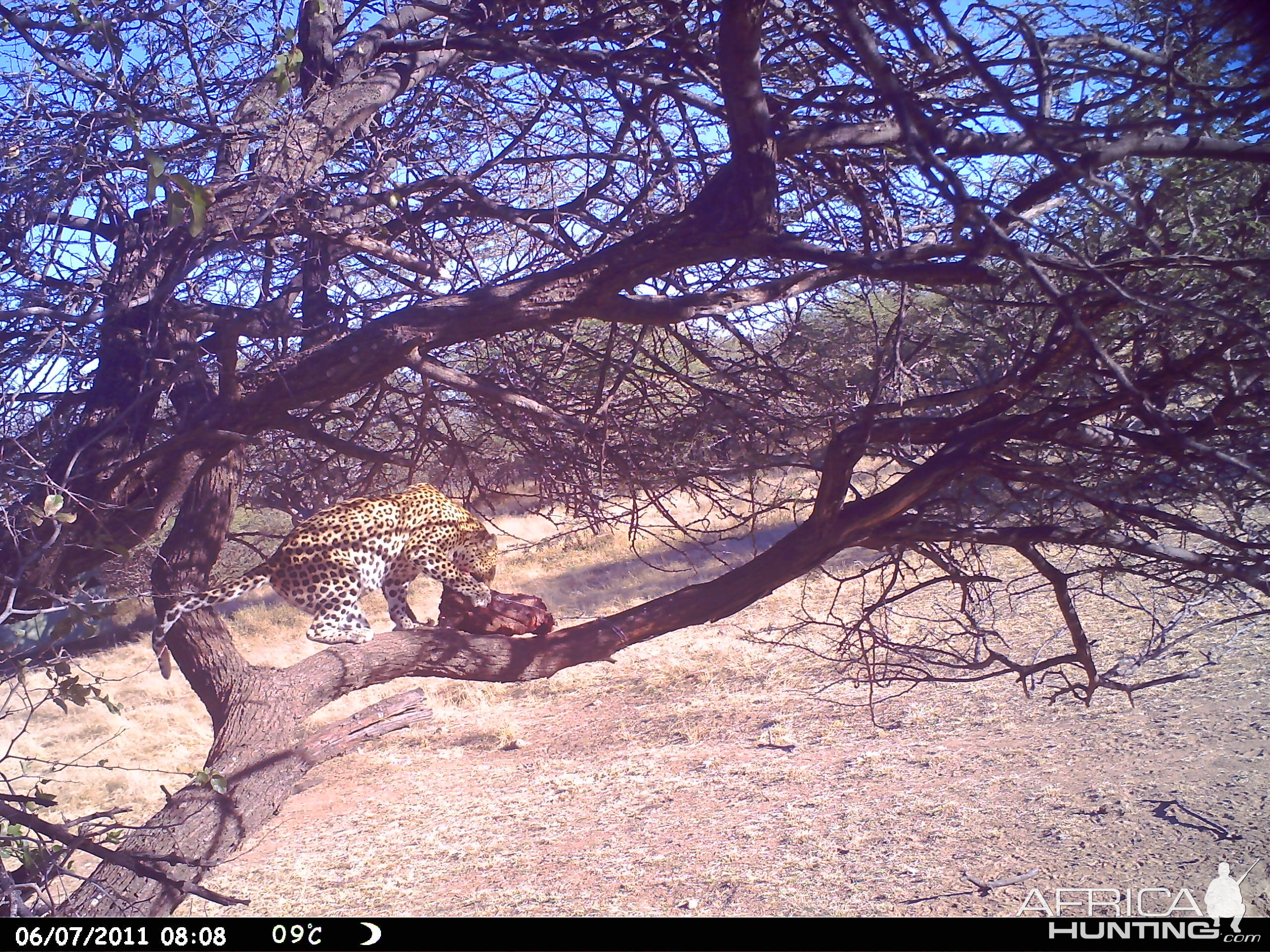 Leopard Namibia