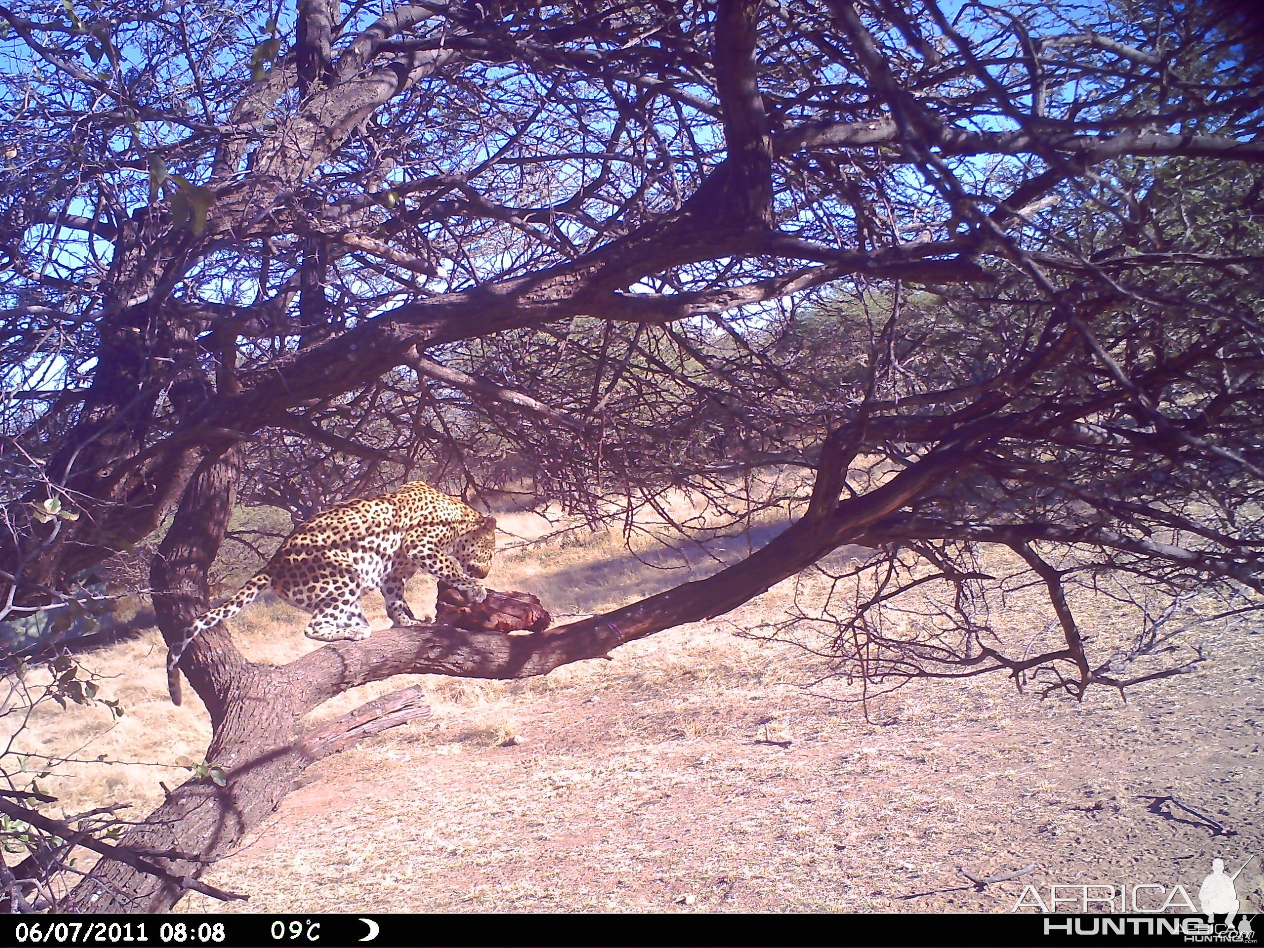 Leopard Namibia