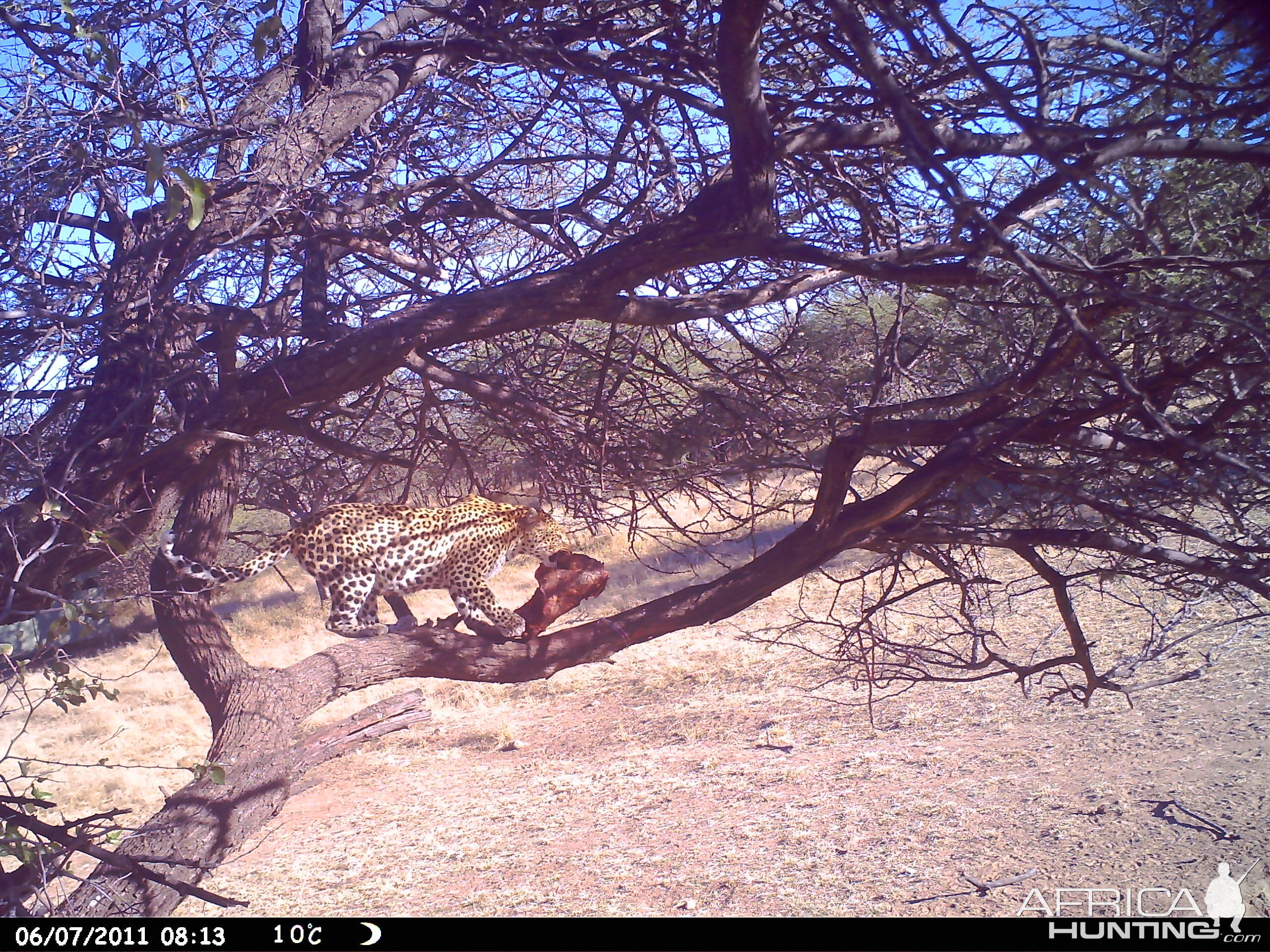 Leopard Namibia