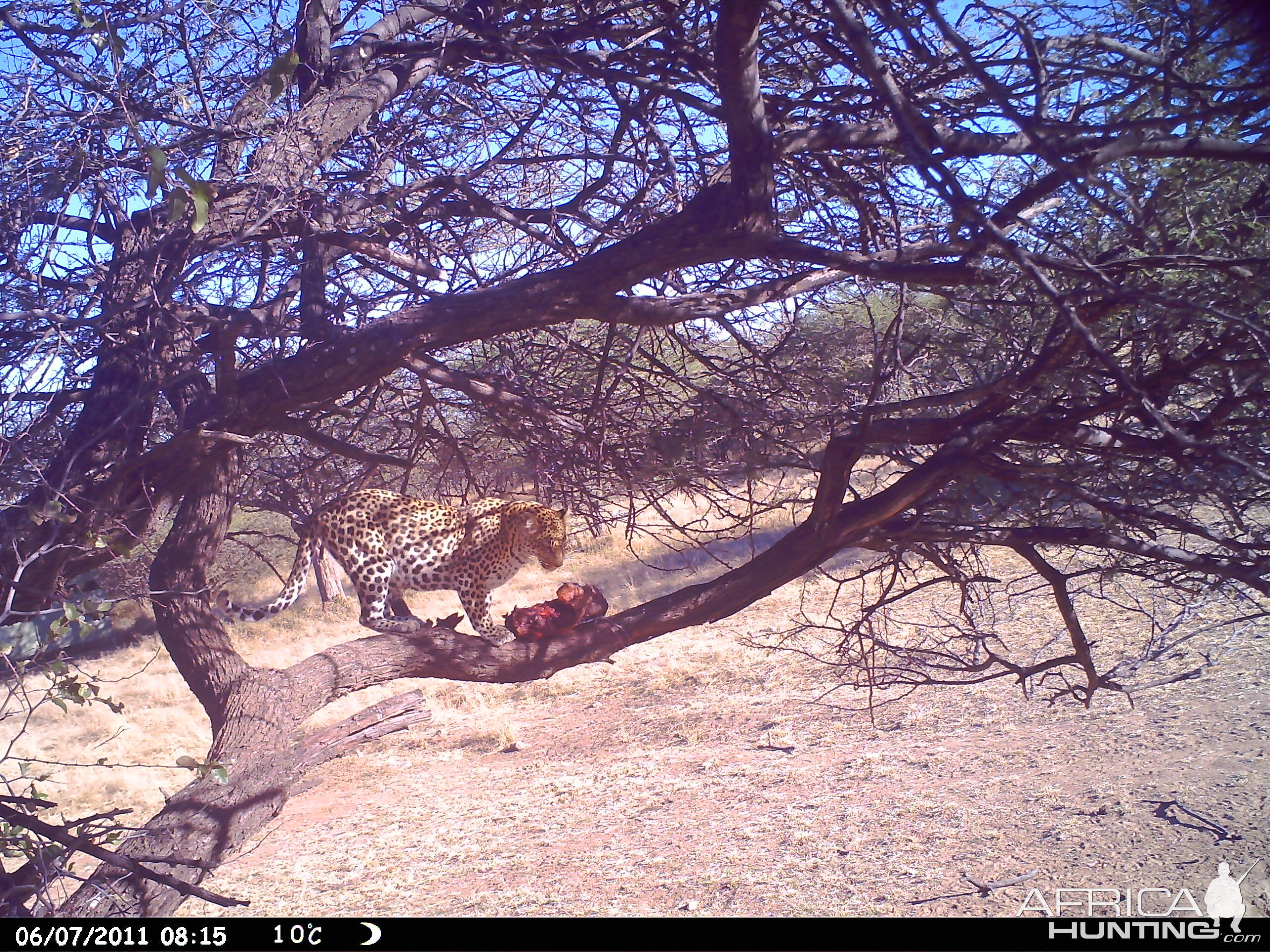 Leopard Namibia