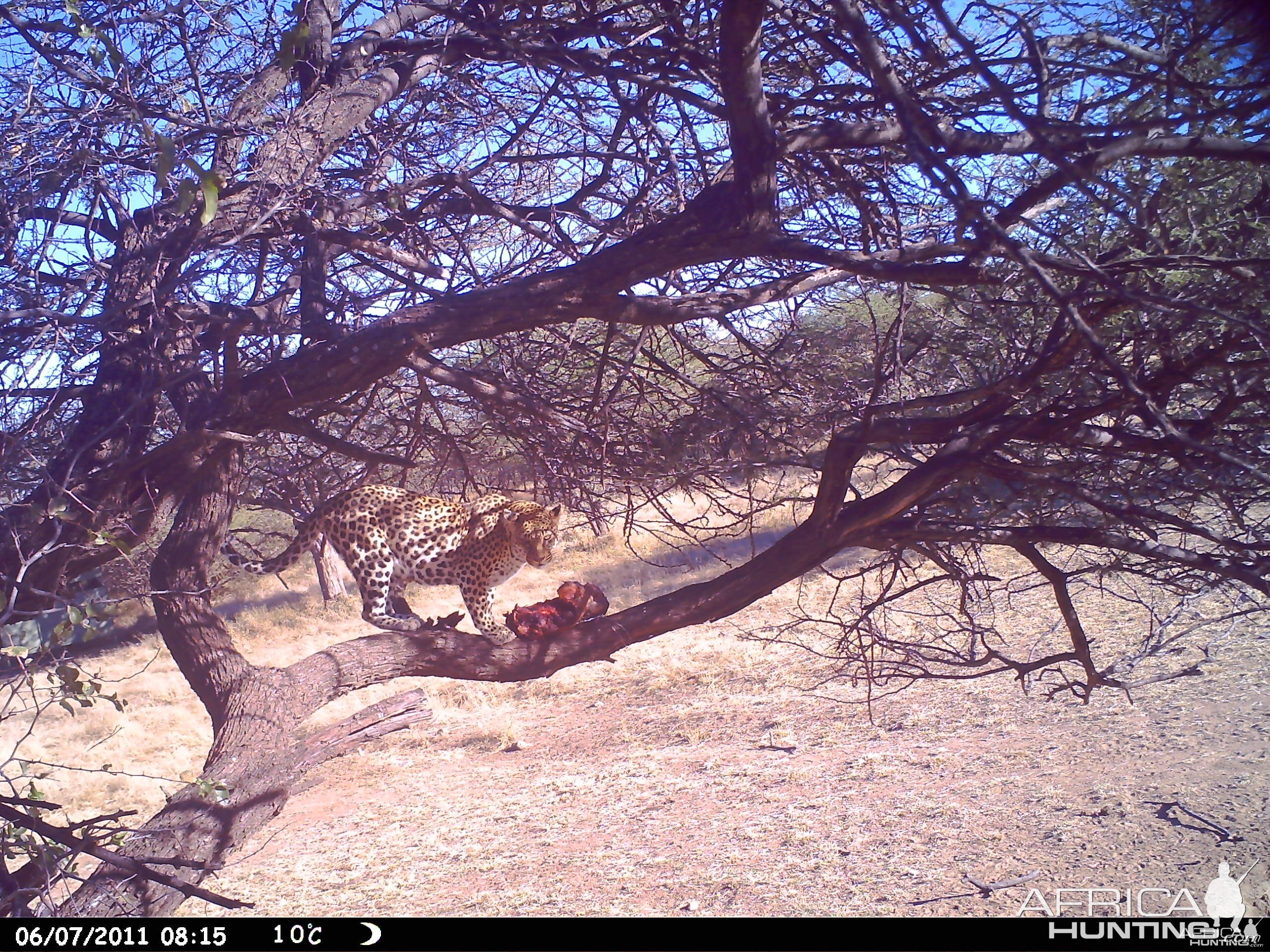 Leopard Namibia